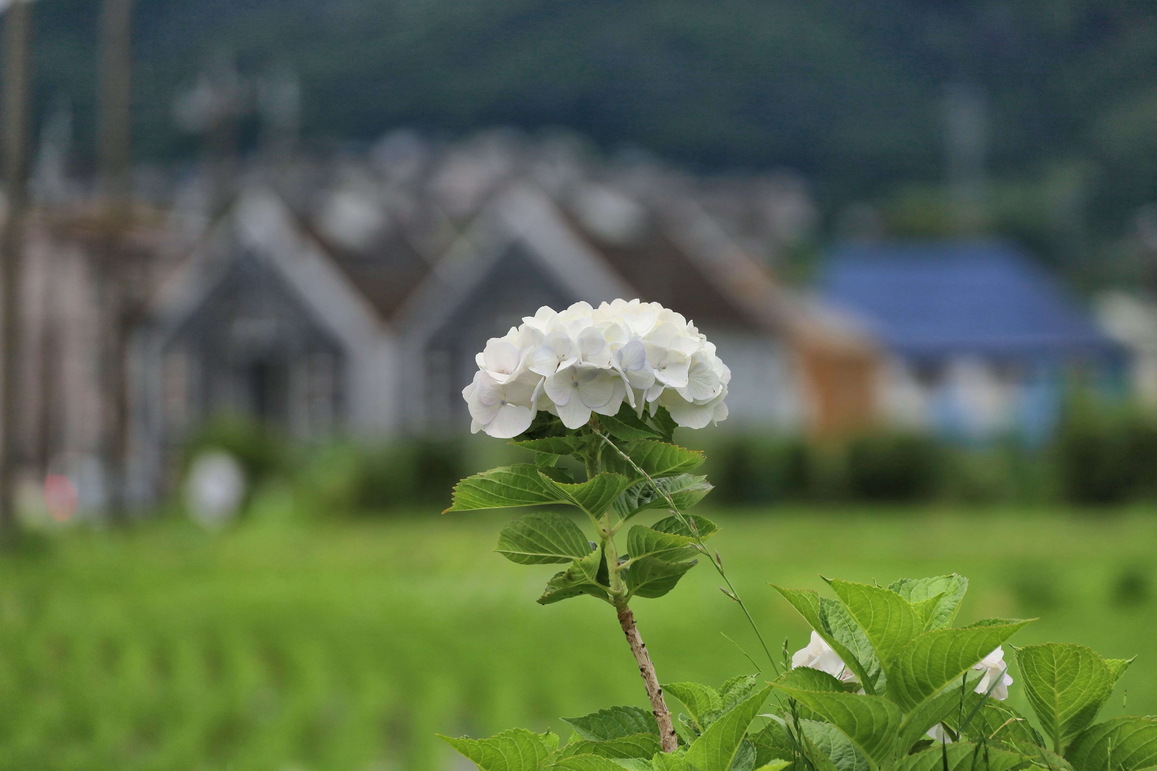 Une fleur blanche au premier plan avec des champs de riz verts et des maisons au loin