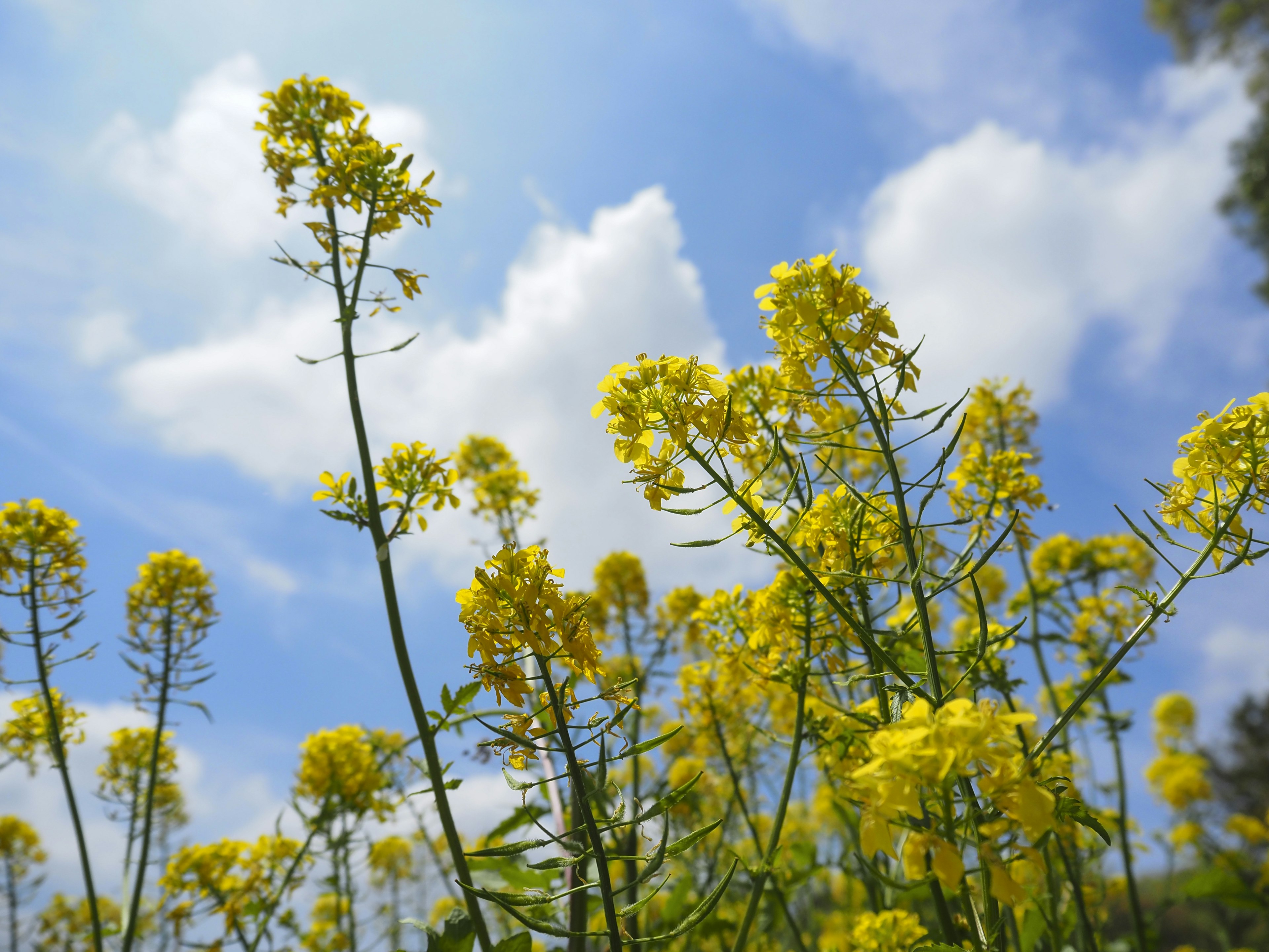 Cluster of yellow flowers under a blue sky