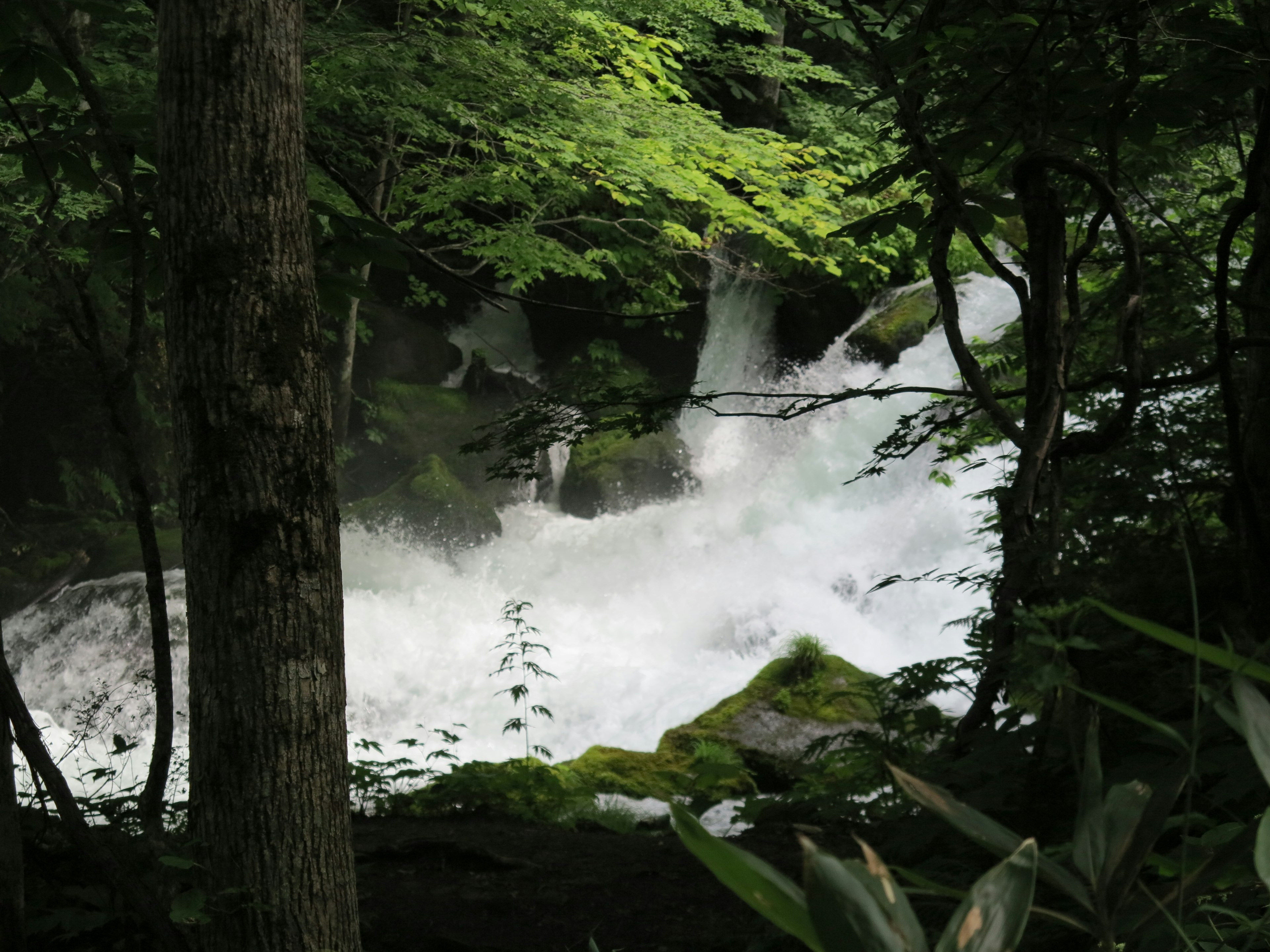 White waterfall flowing through lush green forest with rushing water