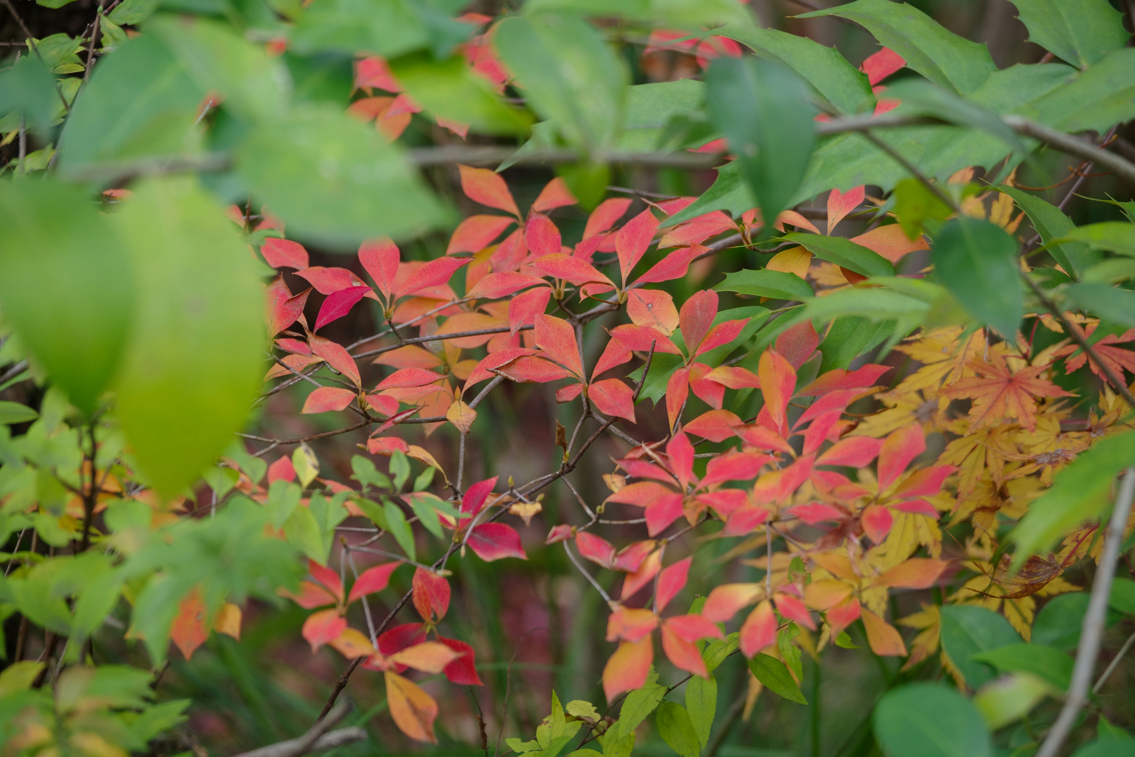 ใบไม้ฤดูใบไม้ร่วงที่มีสีสันสดใสพร้อมใบสีแดงและสีเขียว