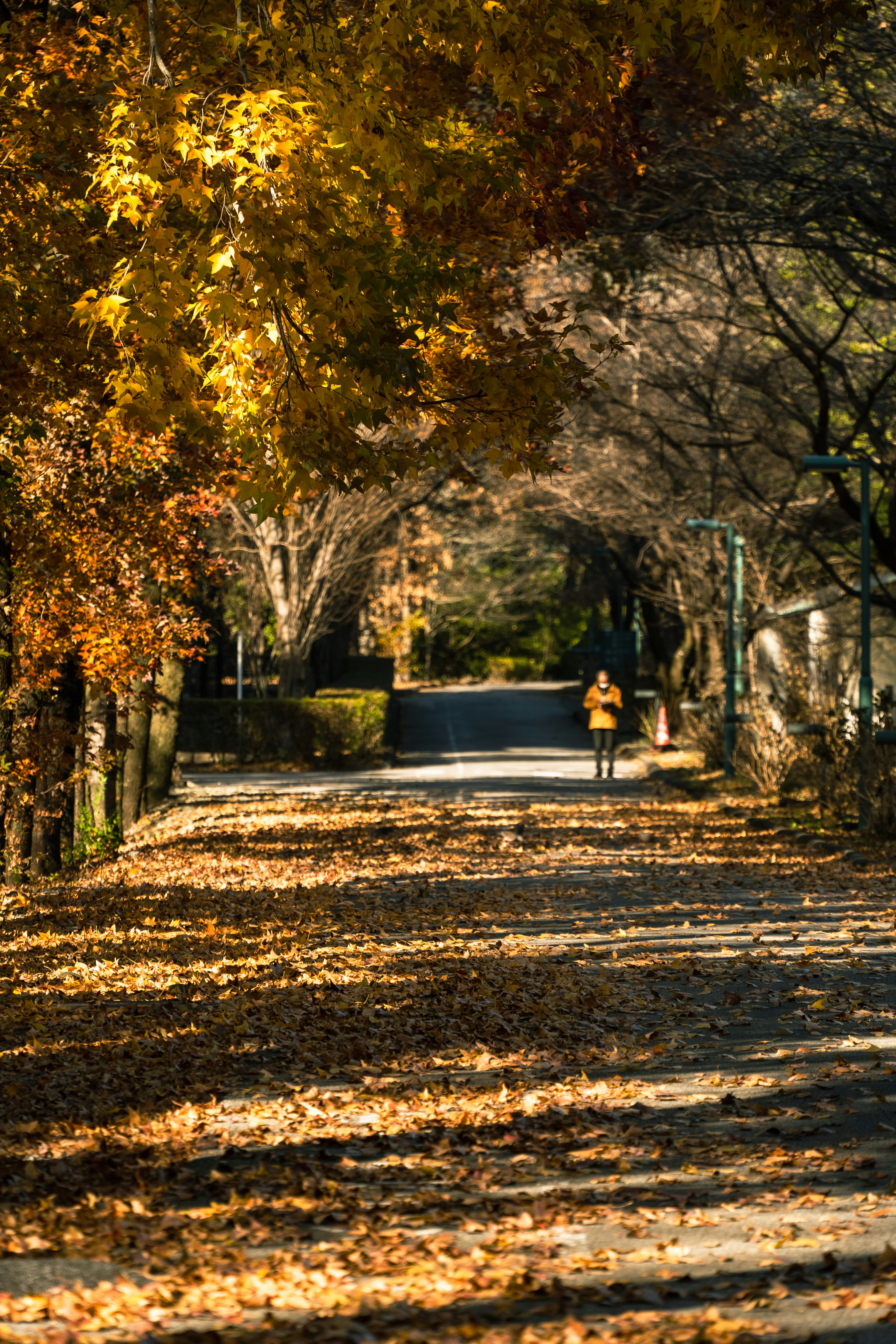 秋の葉が舞い散る道路を散歩する人