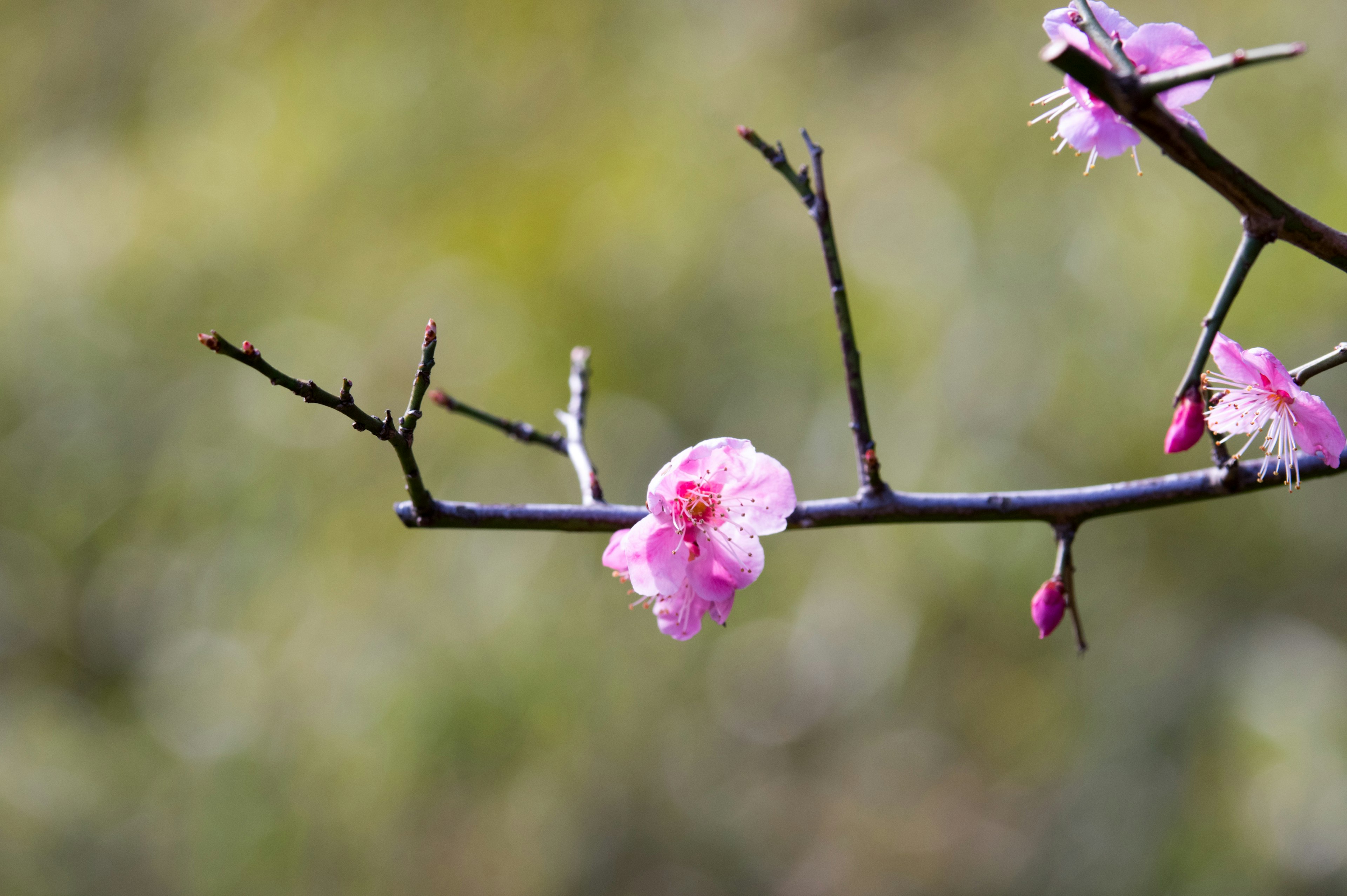 盛开粉色梅花的树枝特写