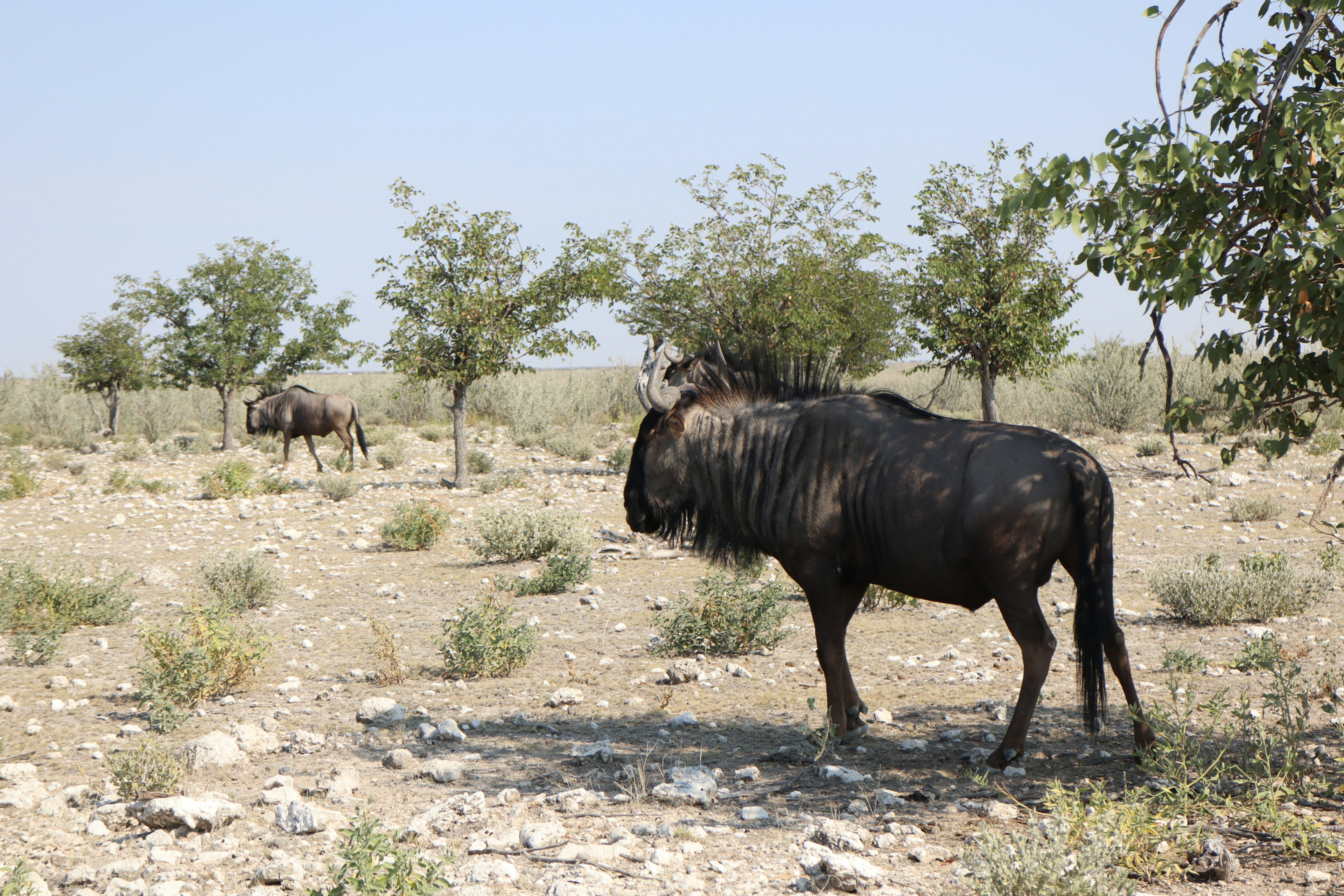 A wildebeest standing in a savanna landscape with sparse vegetation and trees