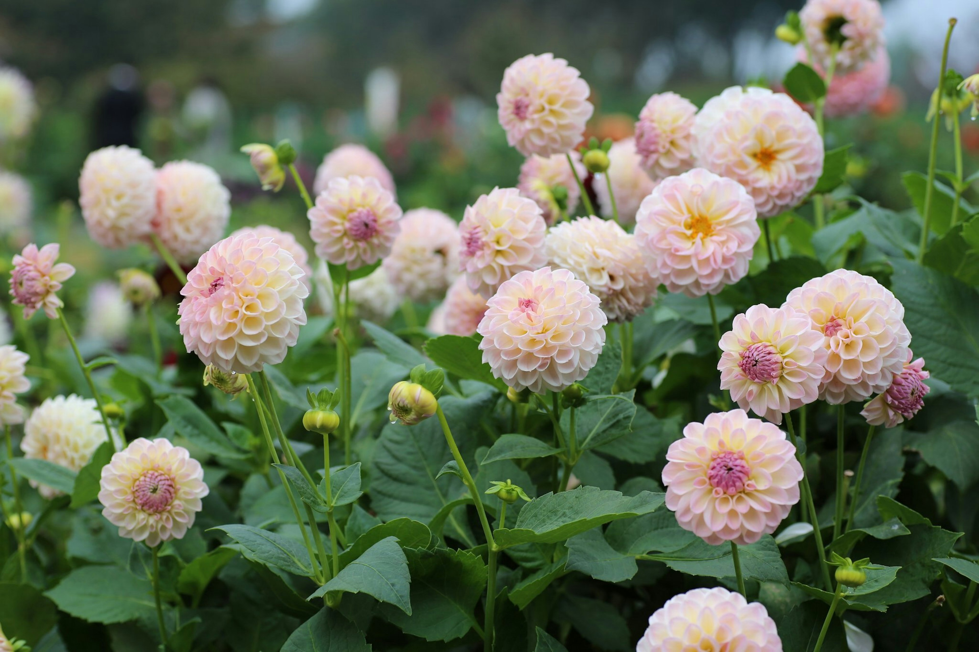 Gruppe von blühenden hellrosa Dahlien