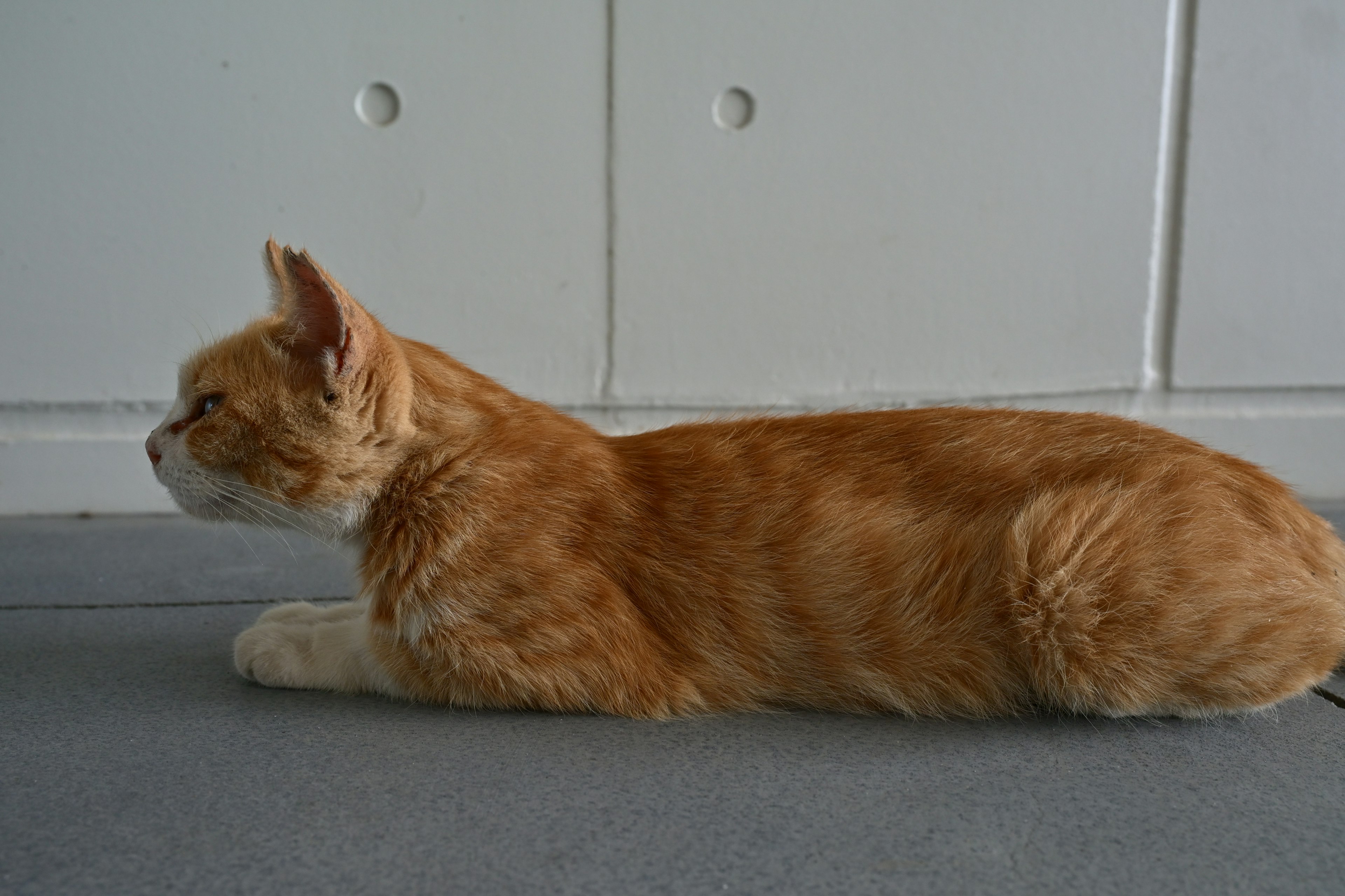 Un chat orange allongé de profil devant un mur blanc