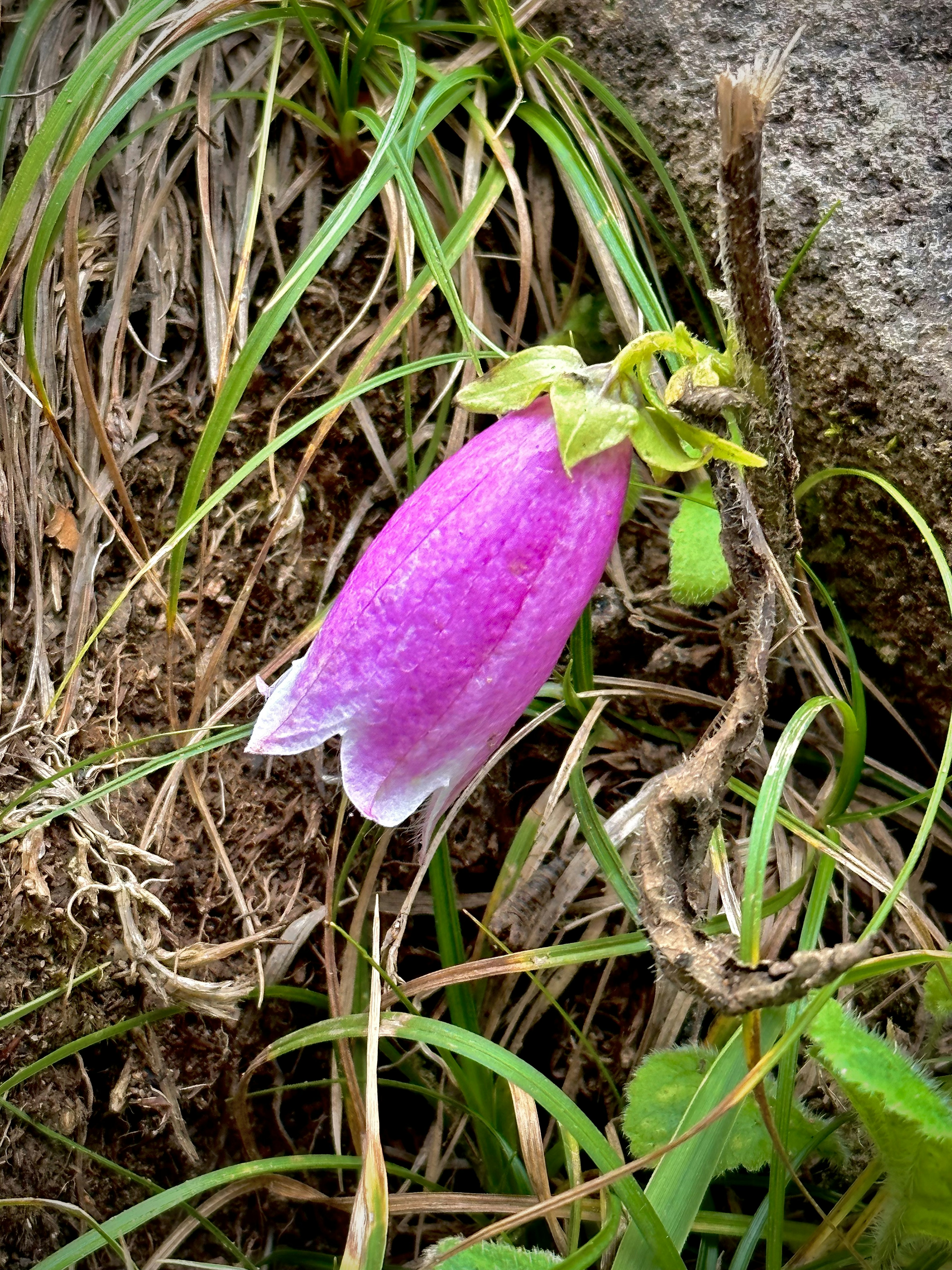 紫色の鐘形の花が草の中に咲いている