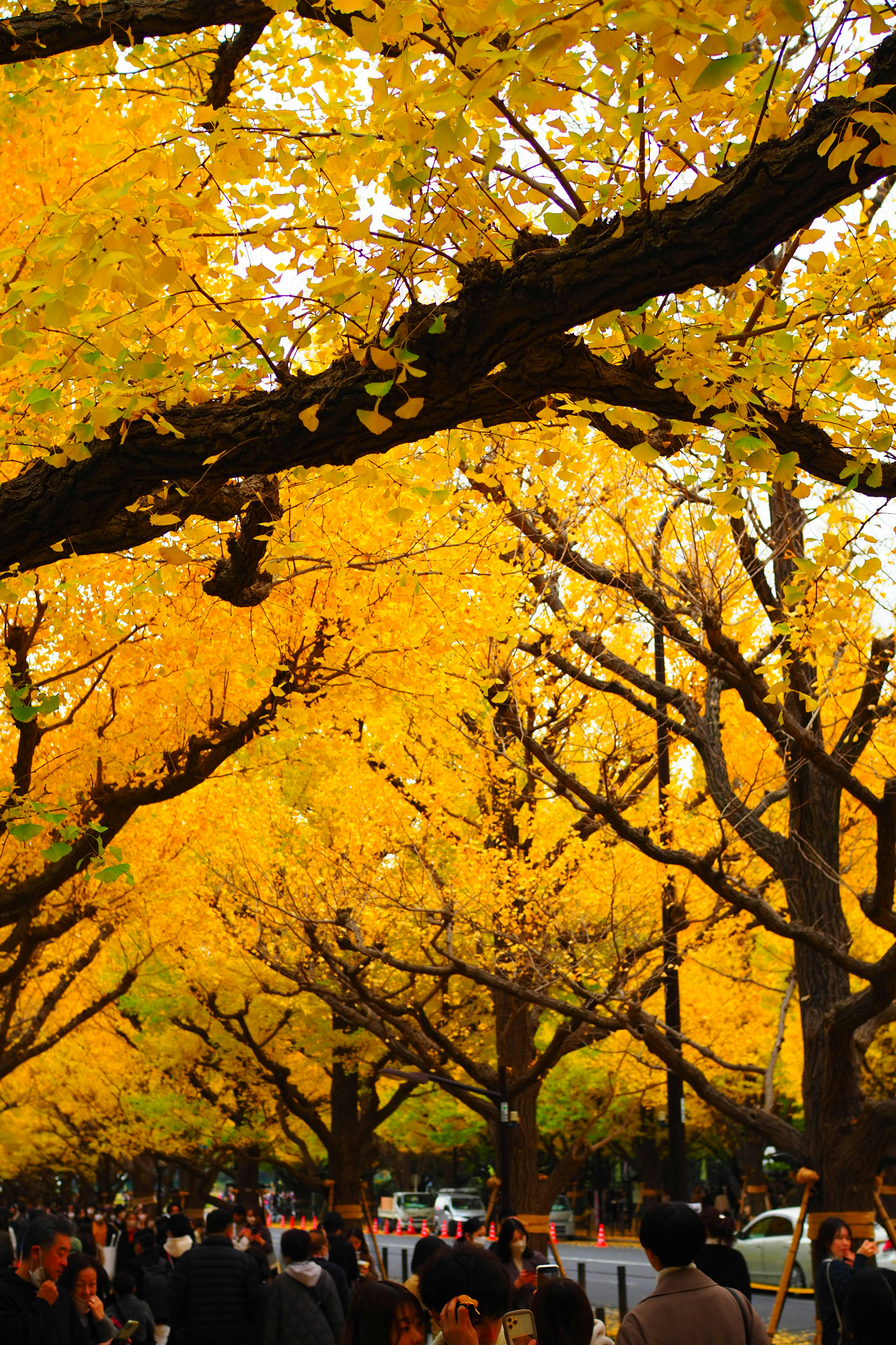 Persone che camminano lungo una strada fiancheggiata da alberi di ginkgo gialli vivaci