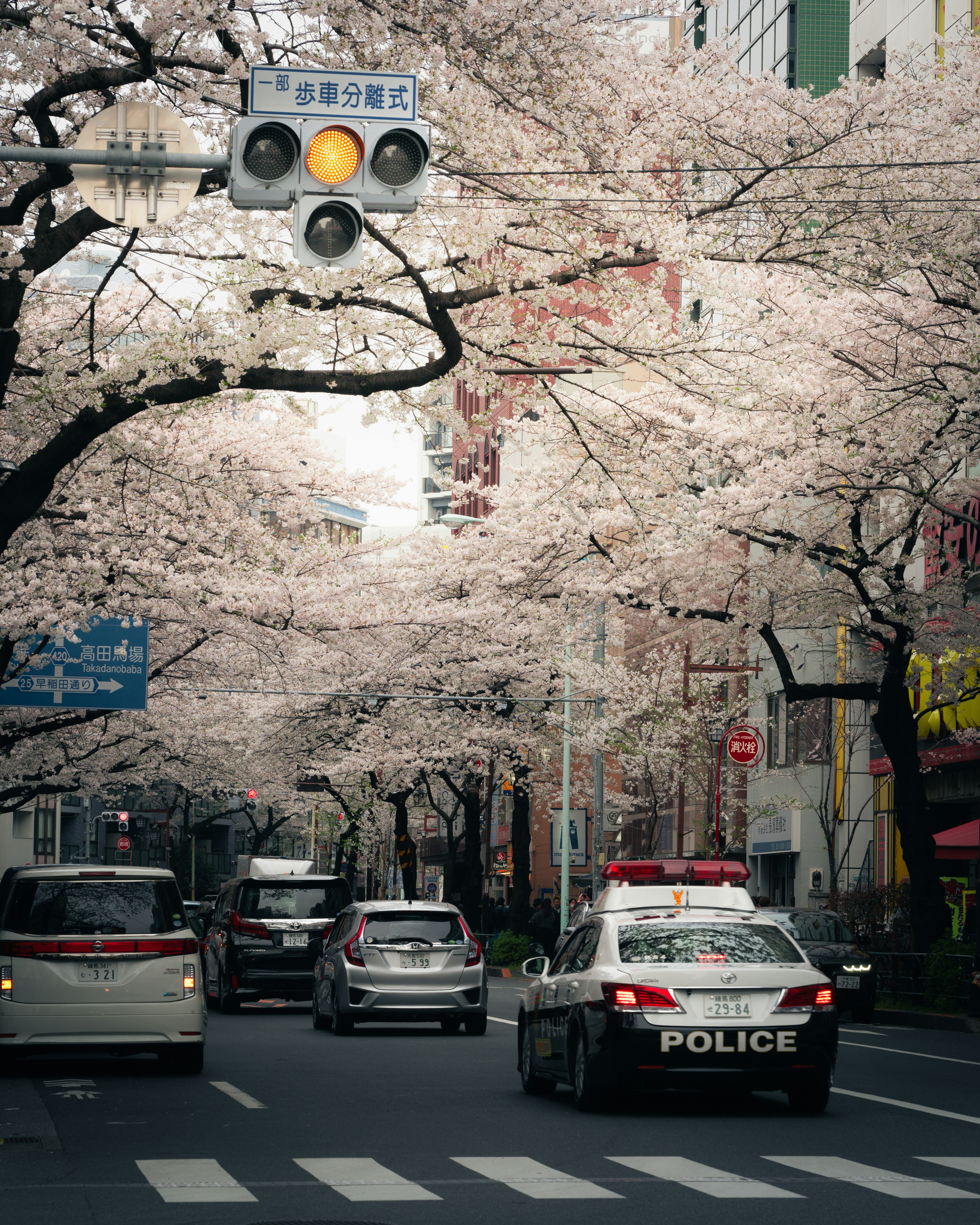 桜の木が並ぶ通りを走る警察車両