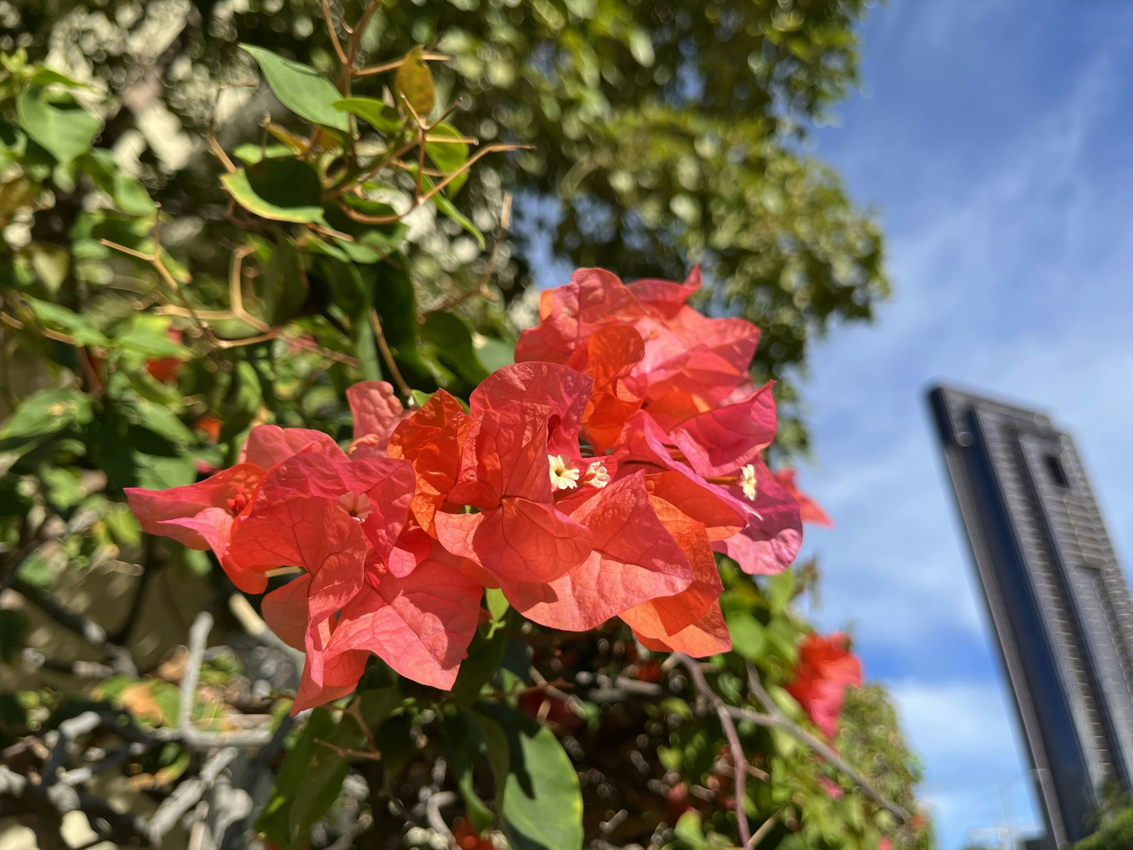 オレンジ色のブーゲンビリアの花が青空の下で咲いている