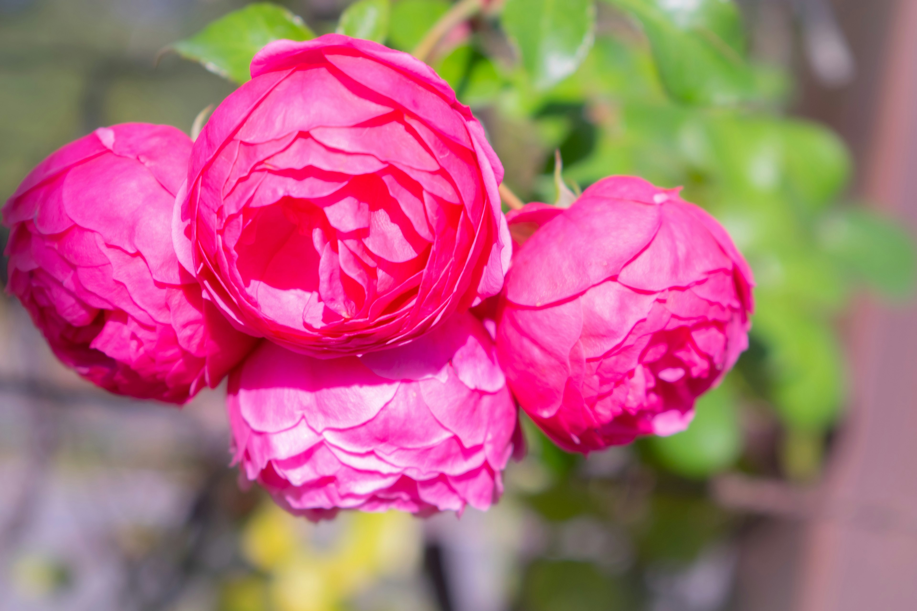 Tres rosas rosas vibrantes en flor