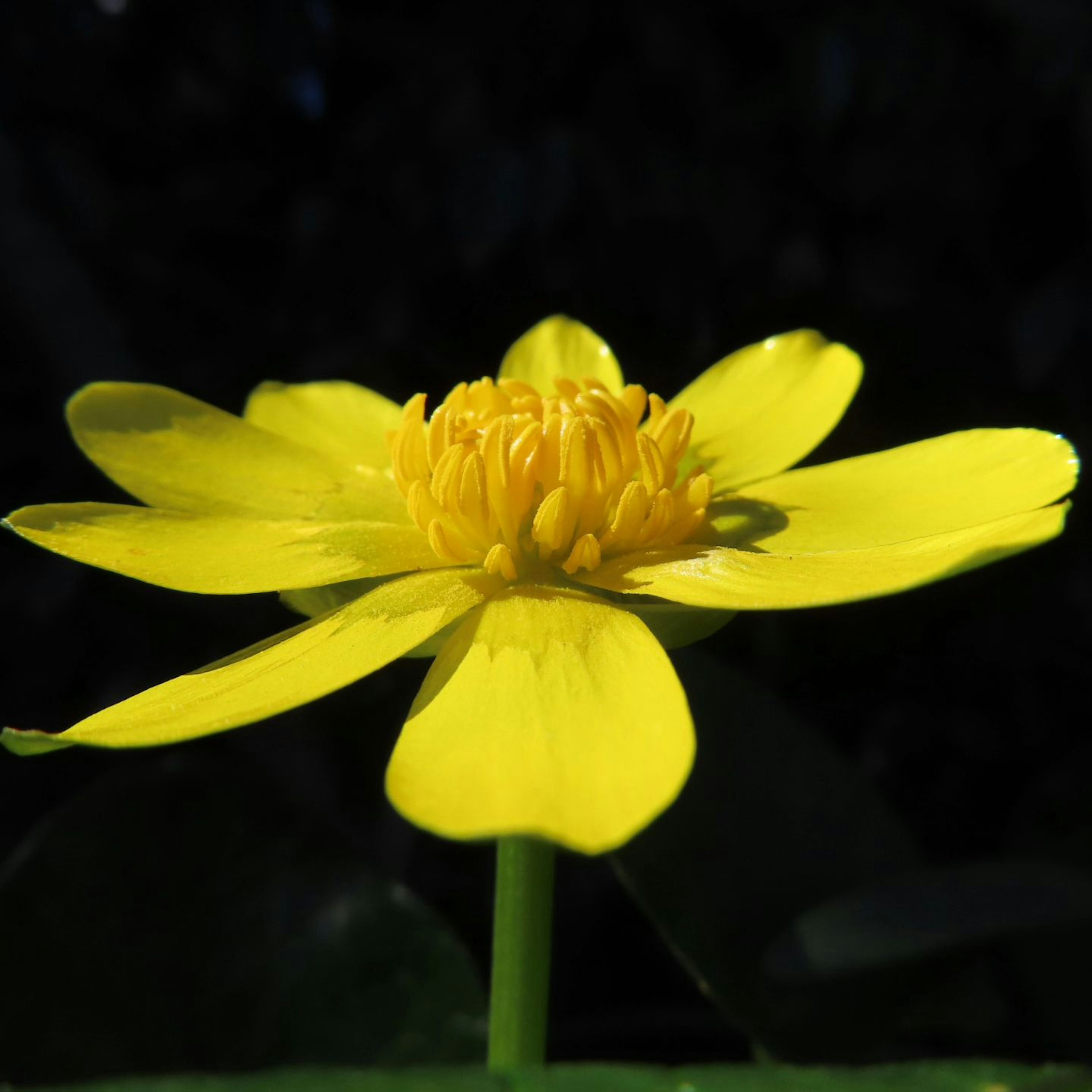 A bright yellow water flower stands out against a dark background