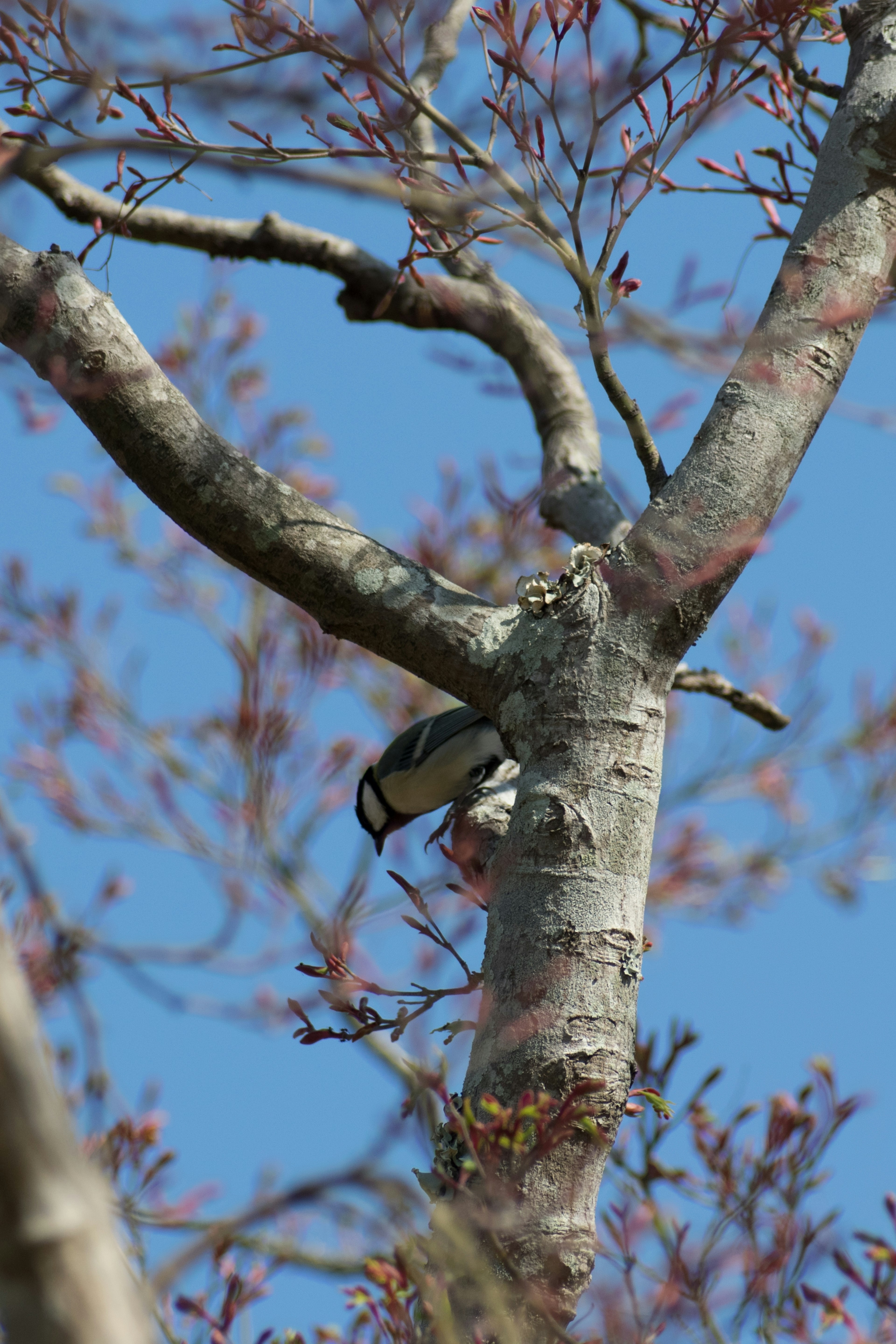 Pájaro posado en el tronco de un árbol bajo un cielo azul