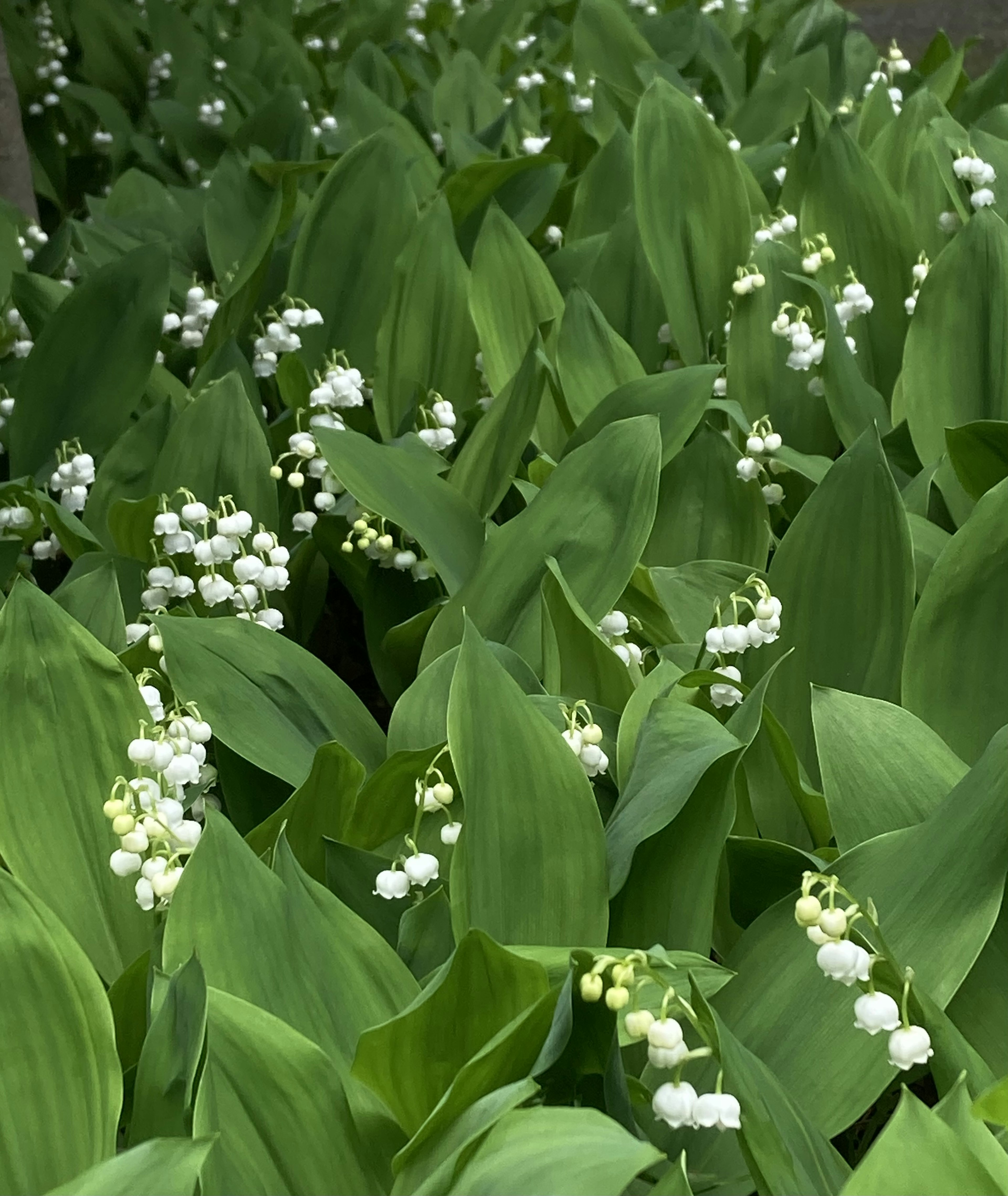 Ein üppiges grünes Laub mit Gruppen von kleinen weißen glockenförmigen Blumen