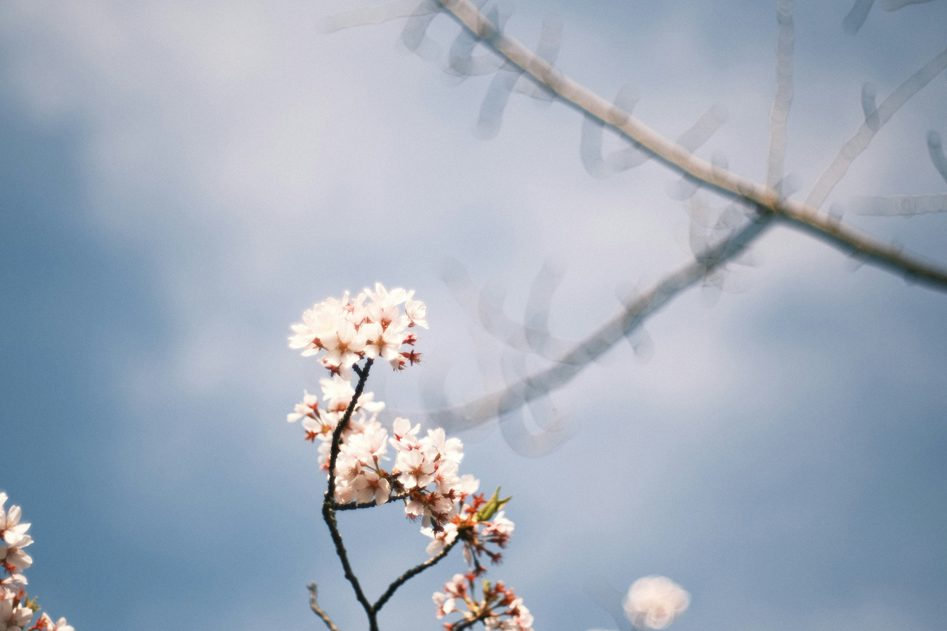 Bunga sakura mekar di bawah langit biru