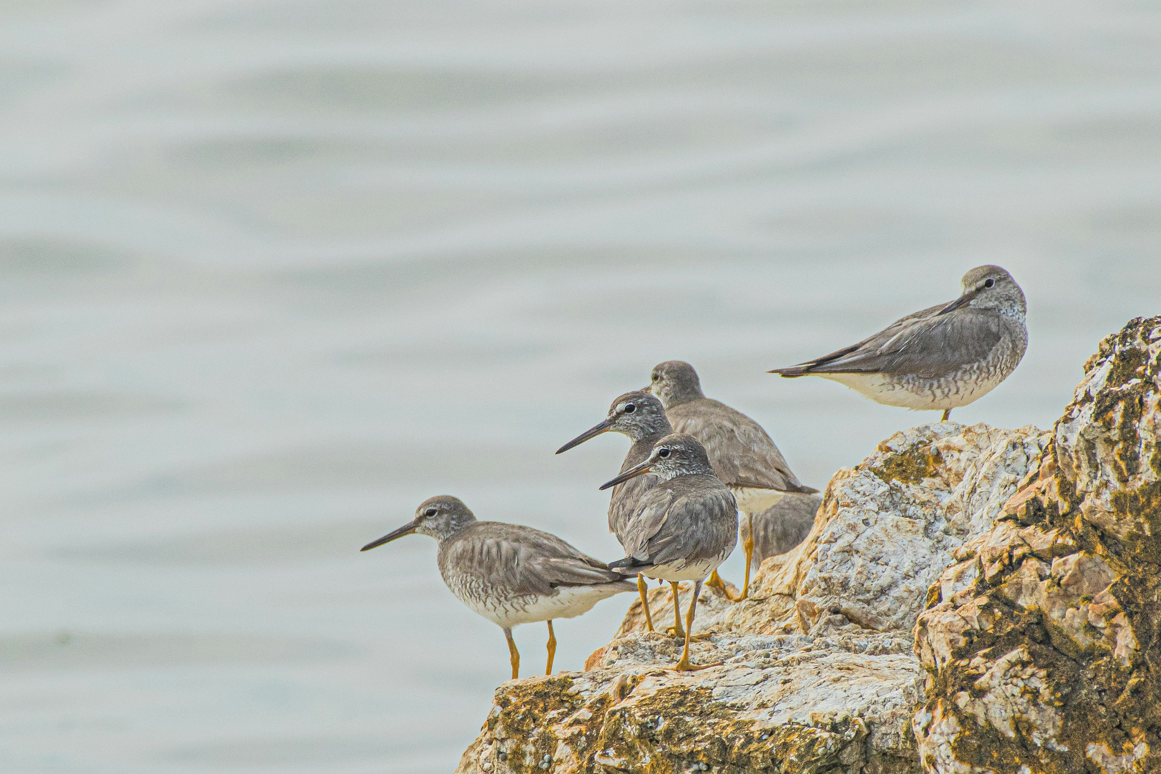 Cinco aves costeras posadas sobre rocas junto al agua