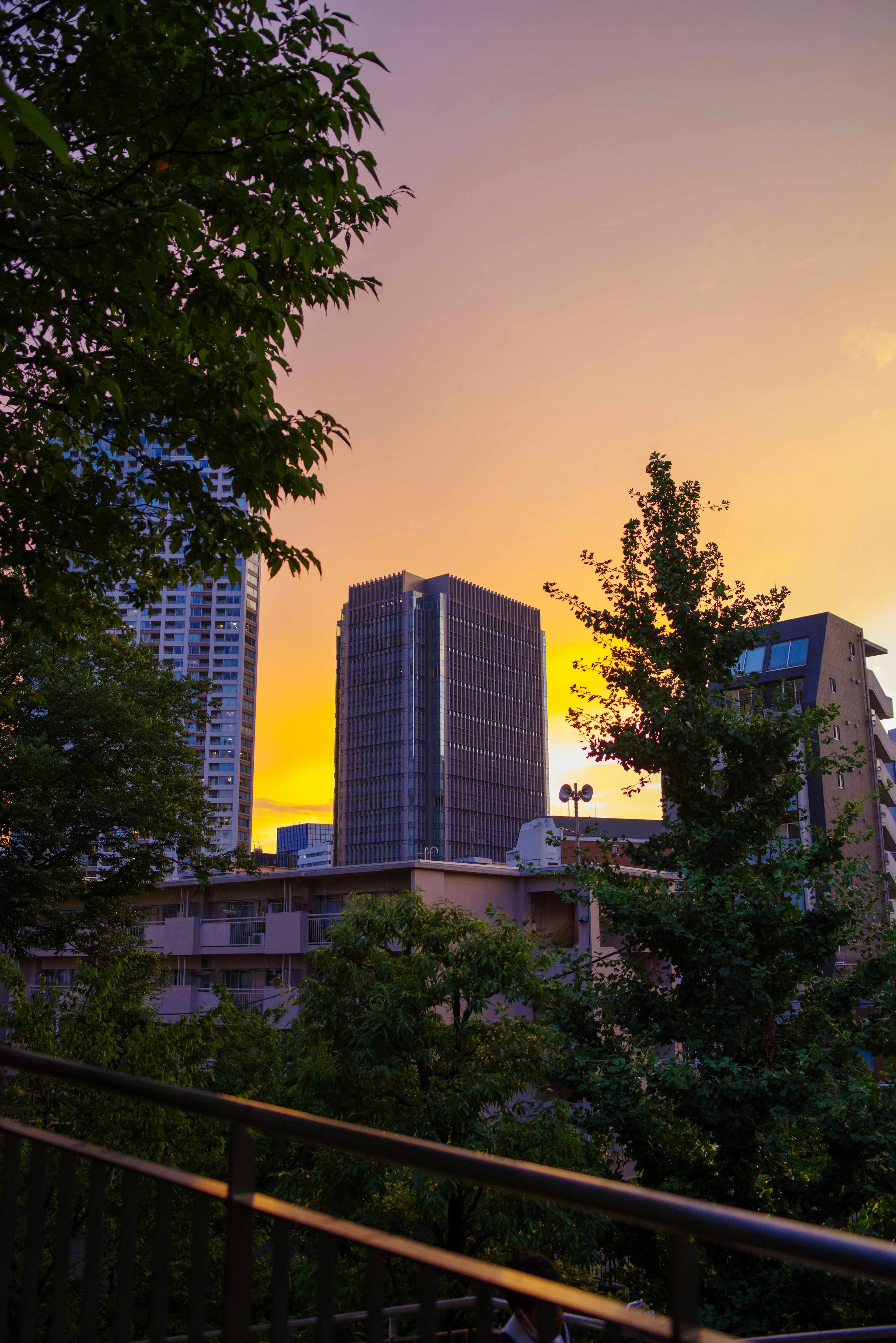 City buildings illuminated by sunset with green trees