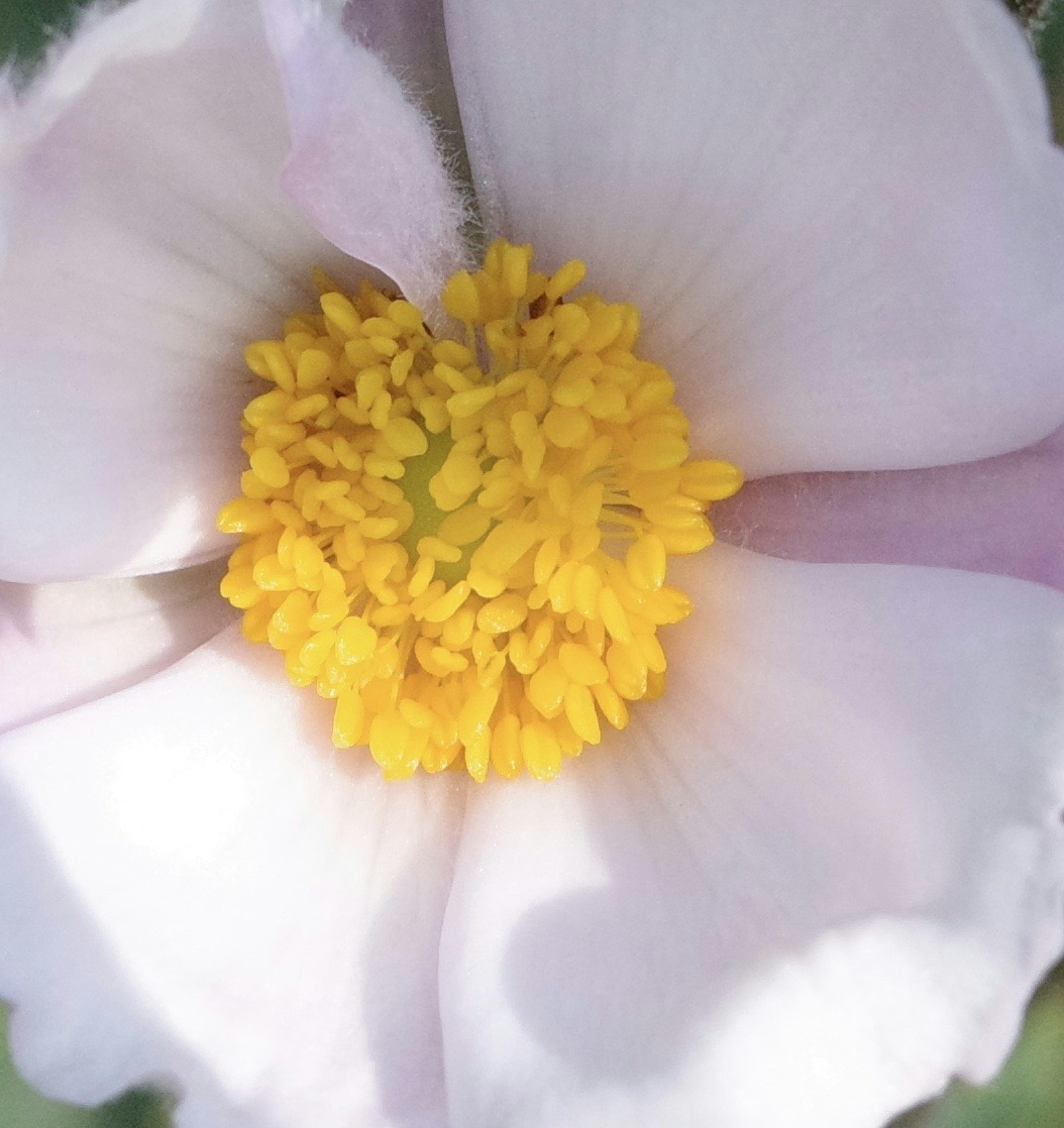 白い花びらと黄色の中心が特徴的な花のクローズアップ