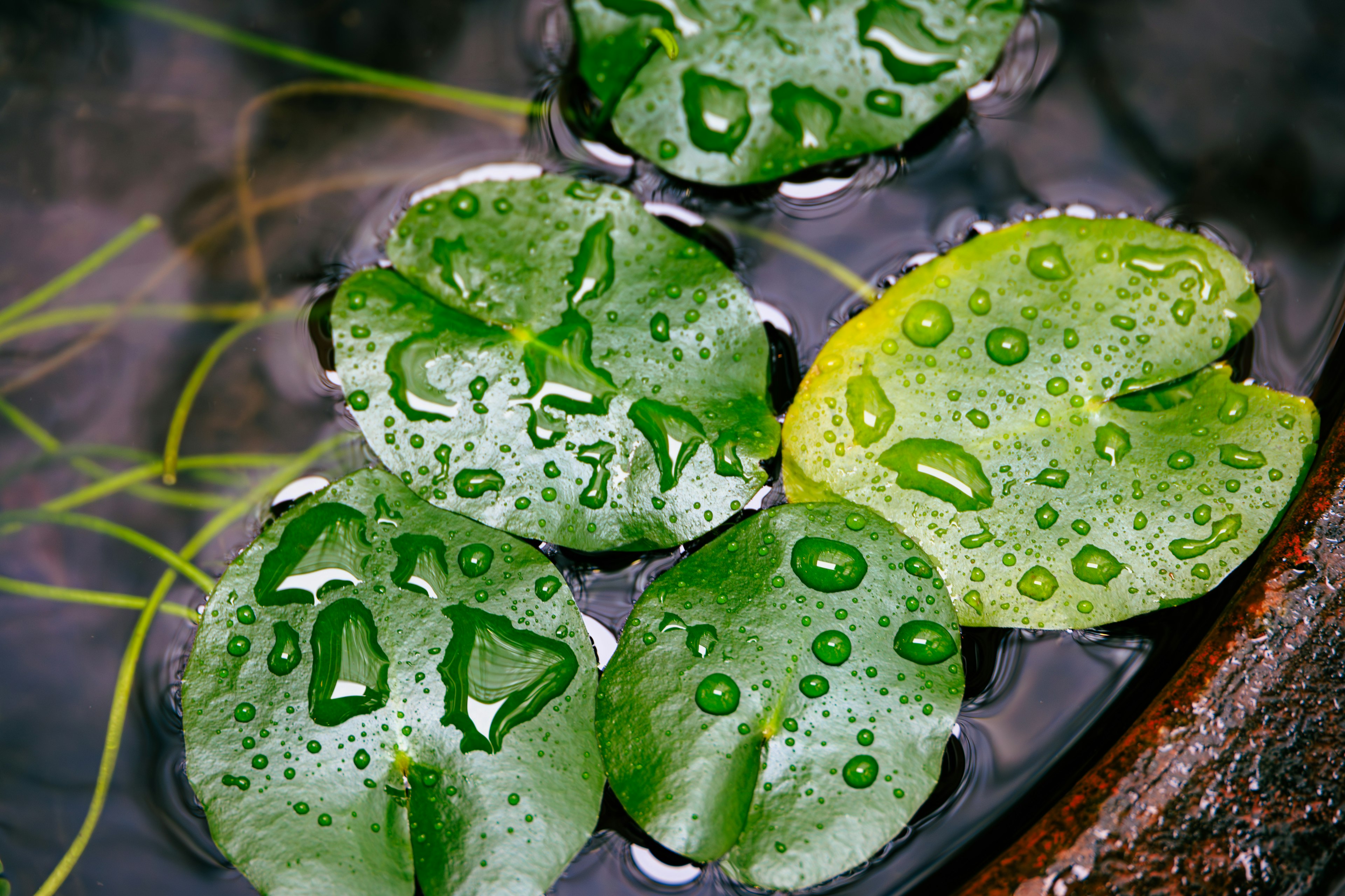 Grüne Seerosenblätter mit Wassertropfen auf der Oberfläche