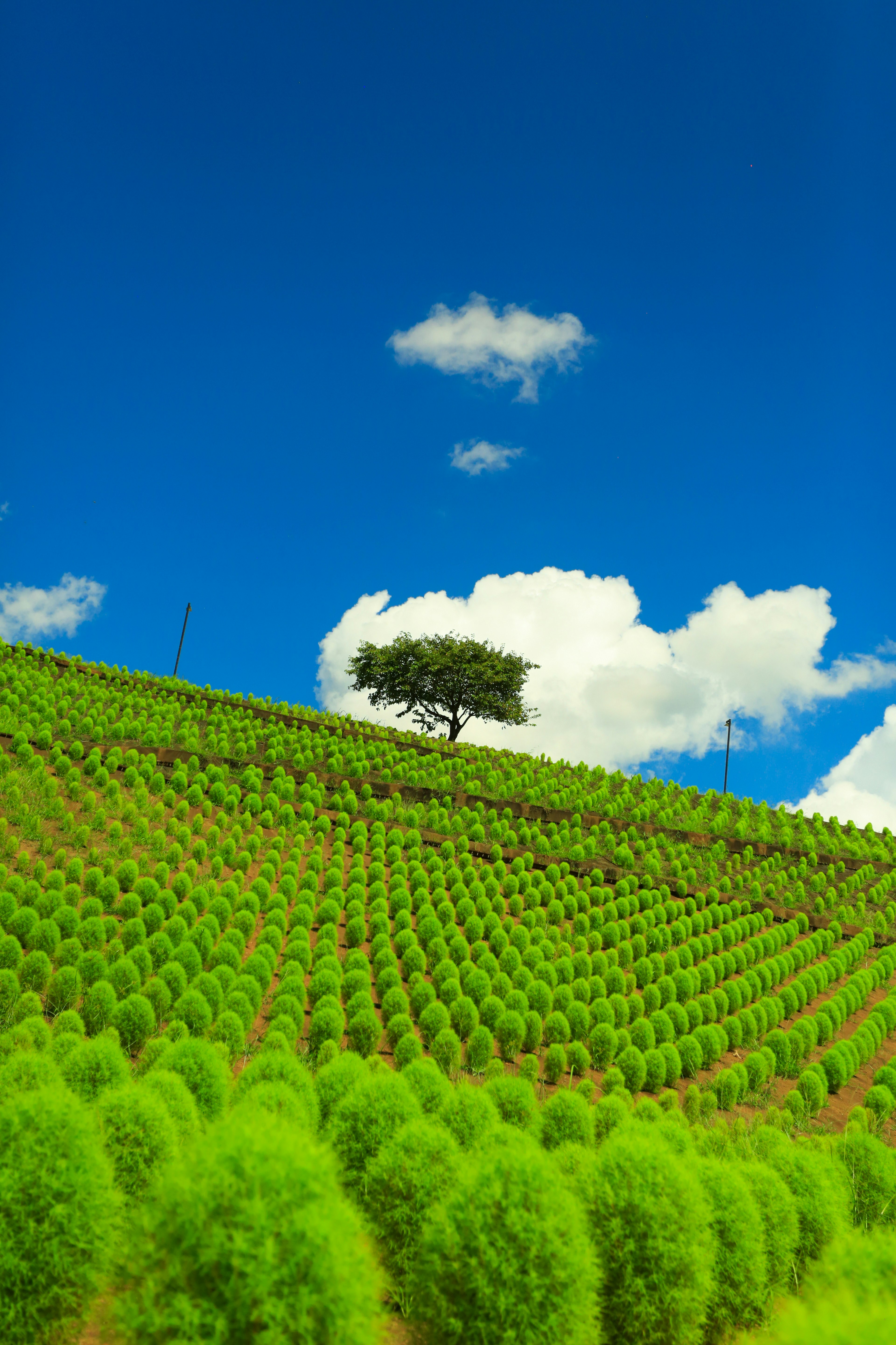 Un árbol solitario en una colina verde bajo un cielo azul