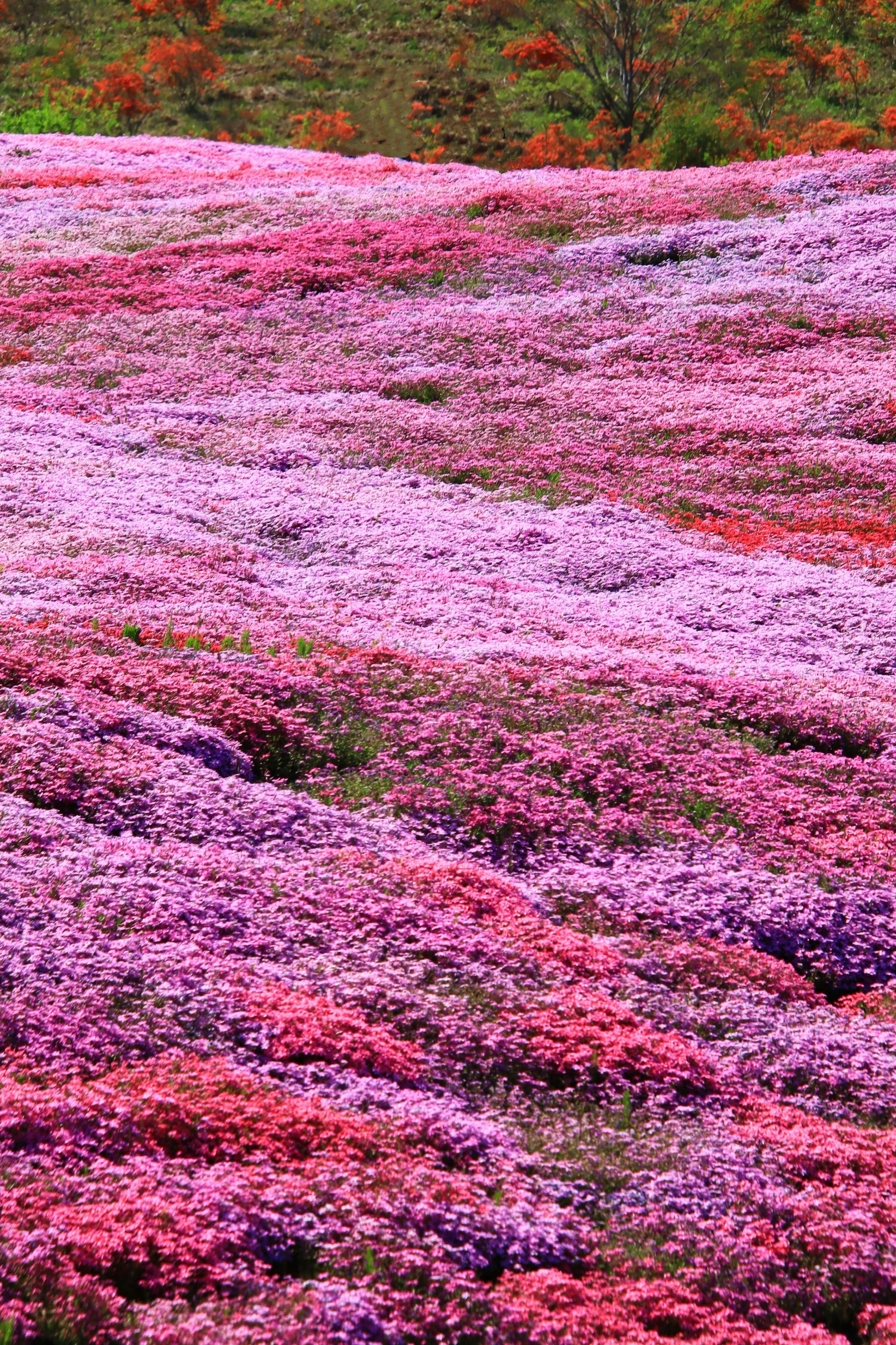 Campo vibrante de flores coloridas en varias tonalidades de rosa y púrpura