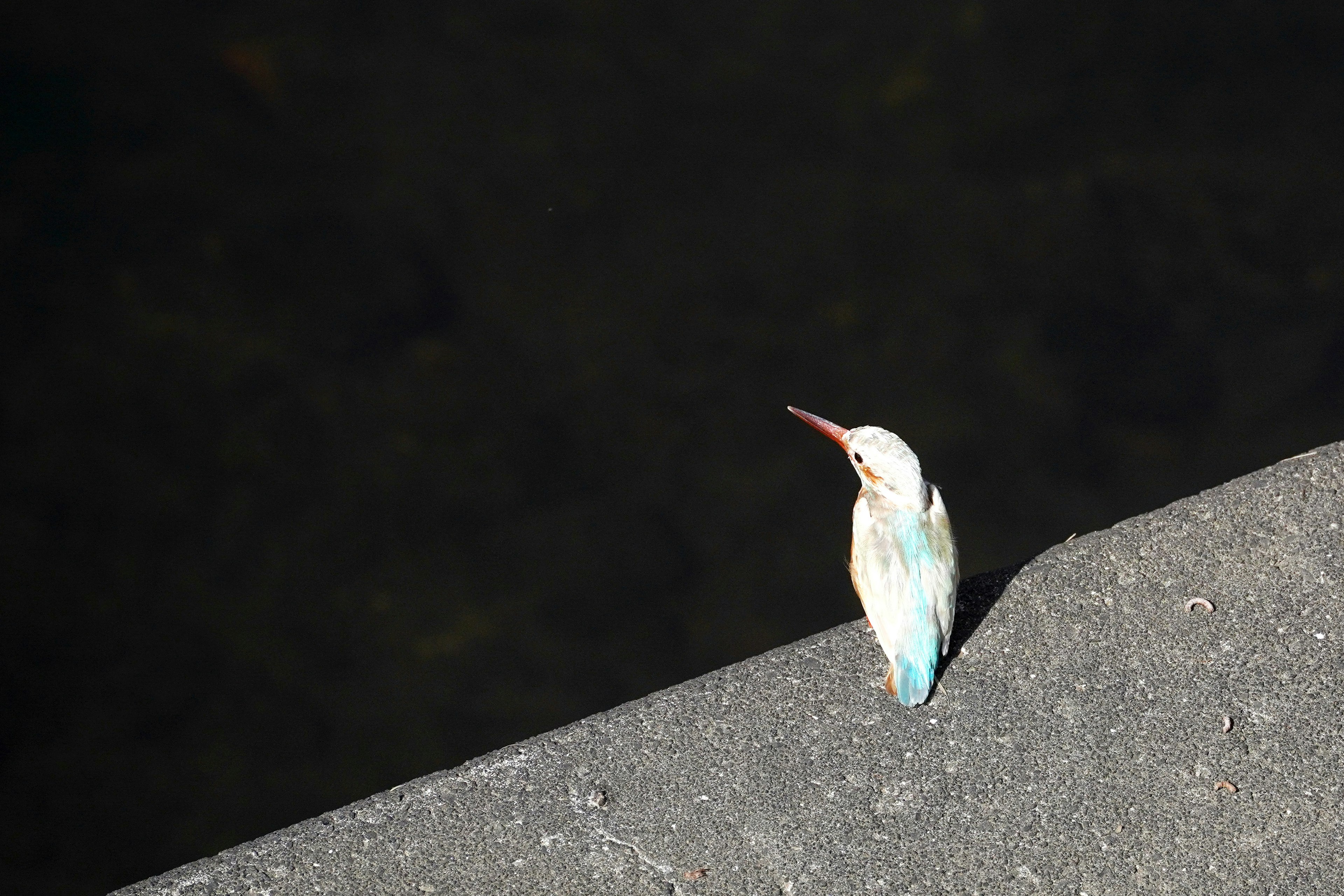 Close-up of a blue bird by the water with vibrant feathers and a long beak