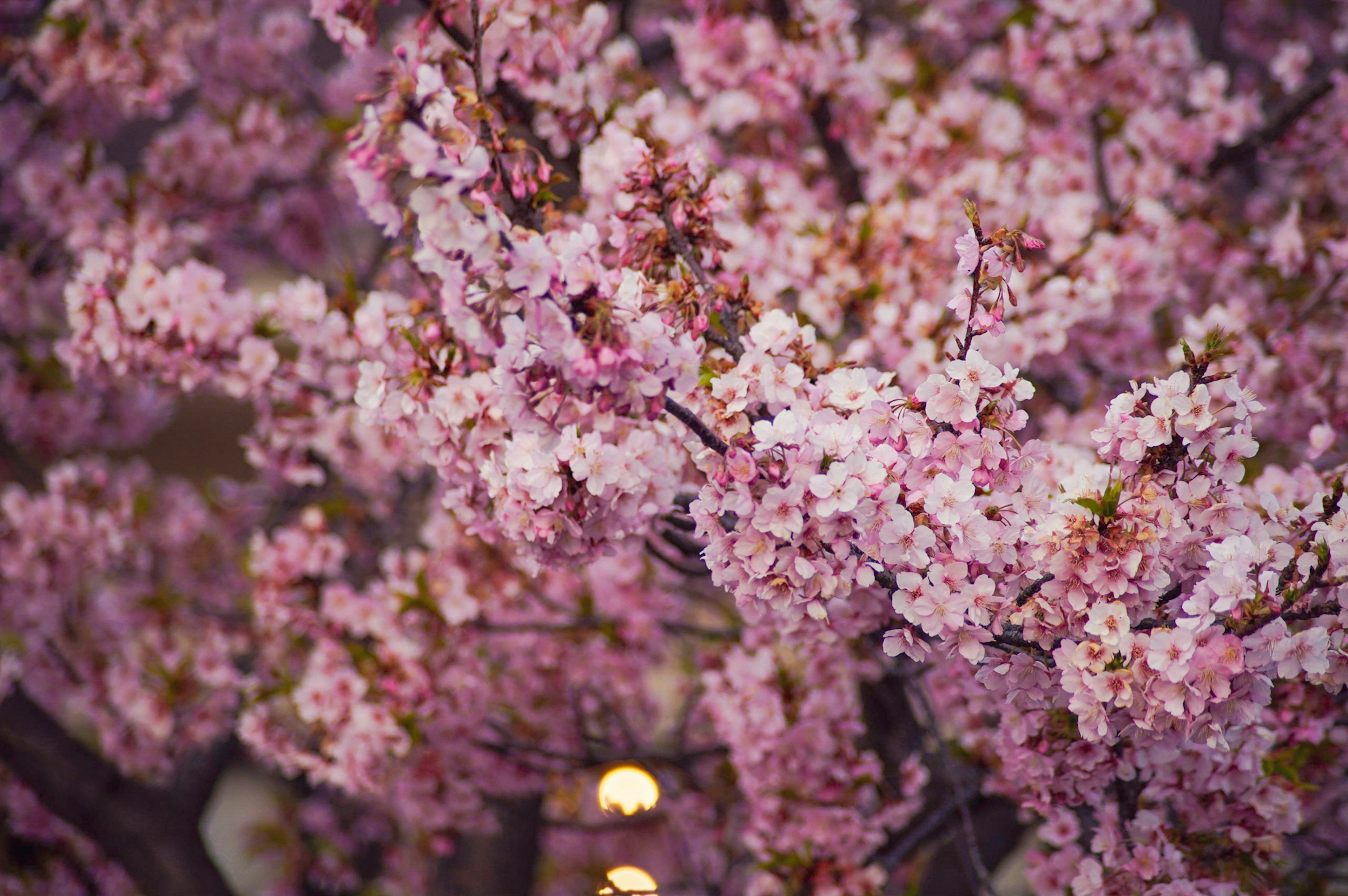 桜の花が咲いている美しい風景