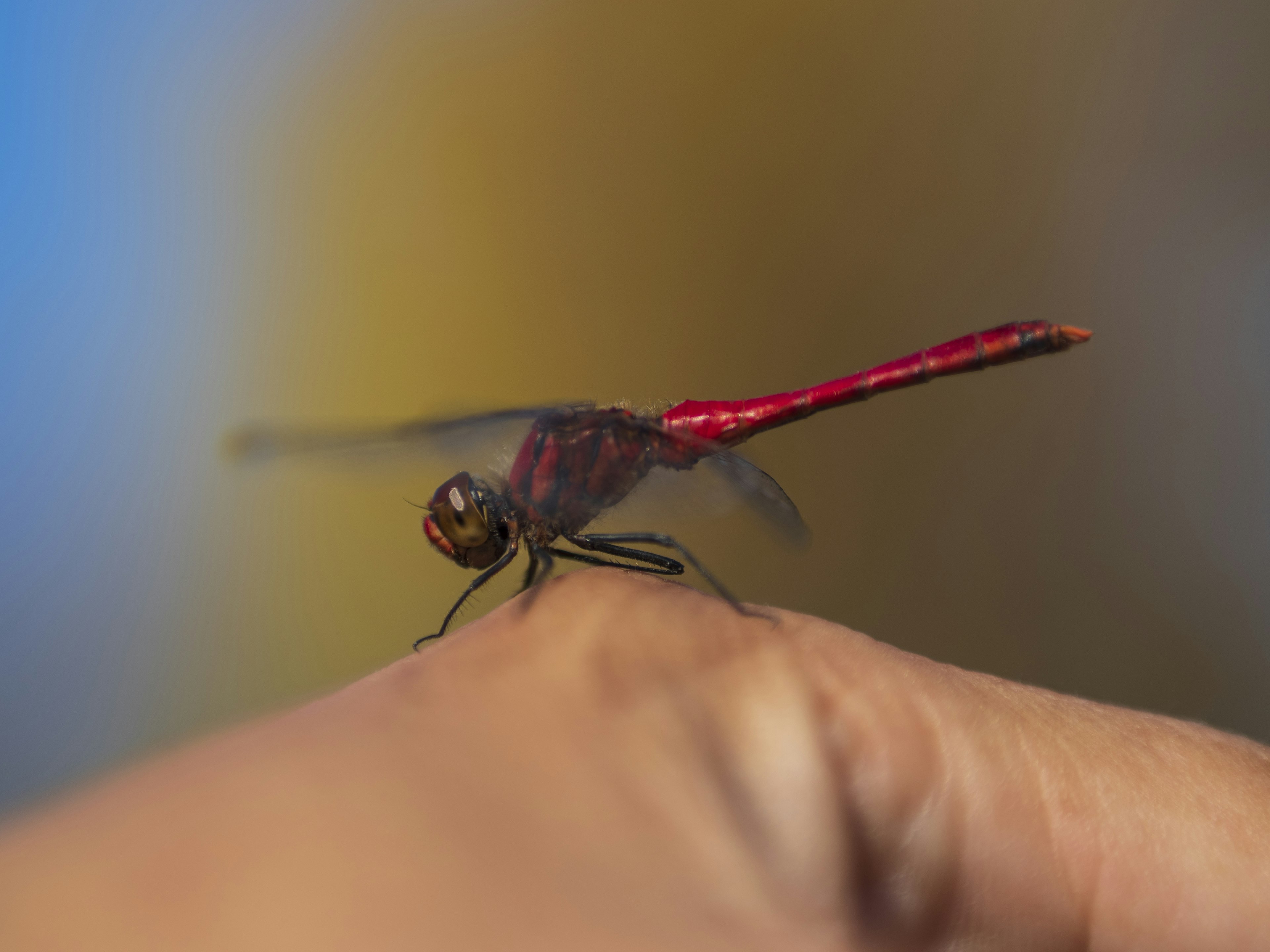 Una libélula roja posada en un dedo