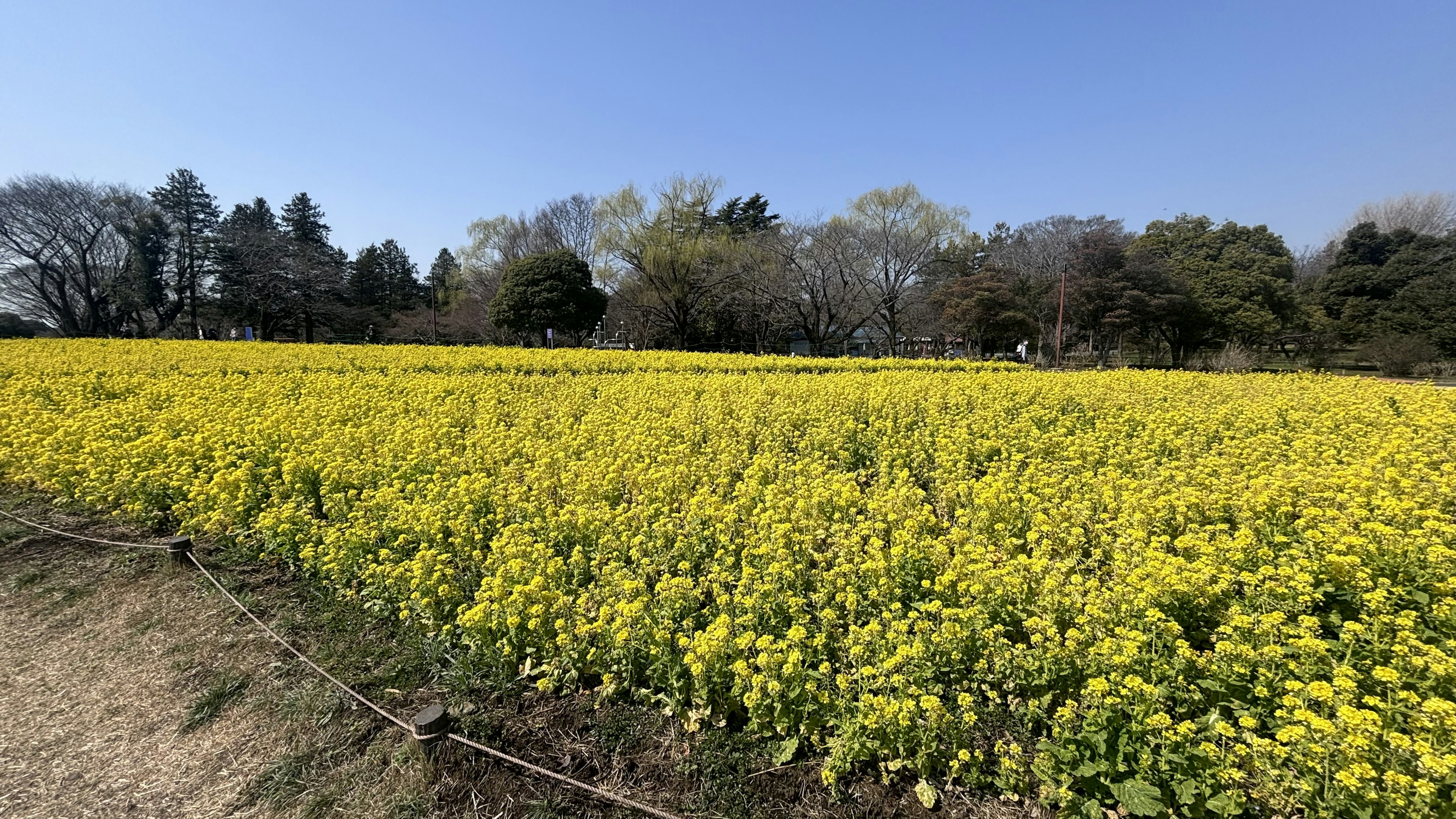 明るい黄色の菜の花が広がる風景