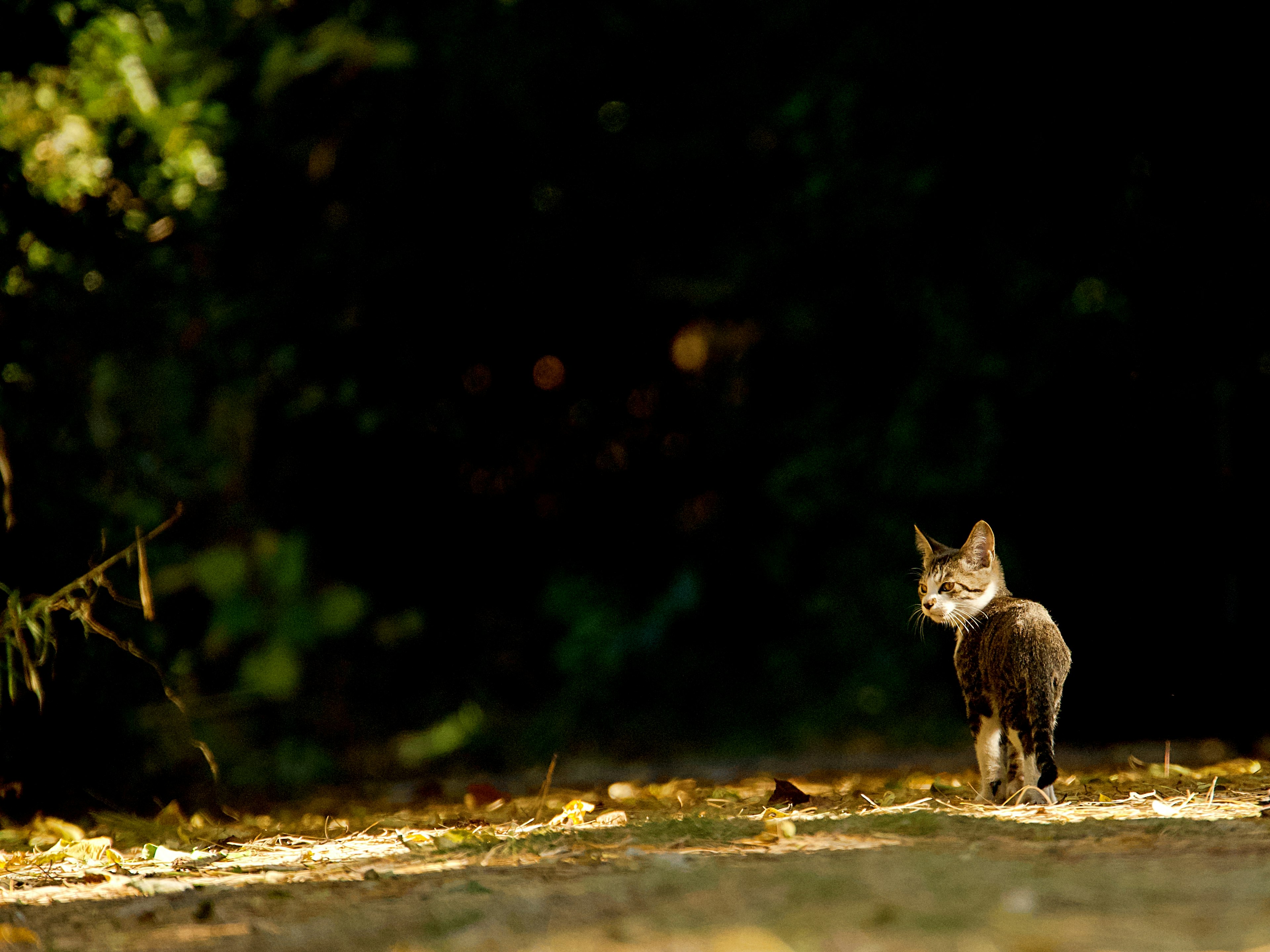 Eine Katze, die auf einem Weg mit dunklem Hintergrund geht