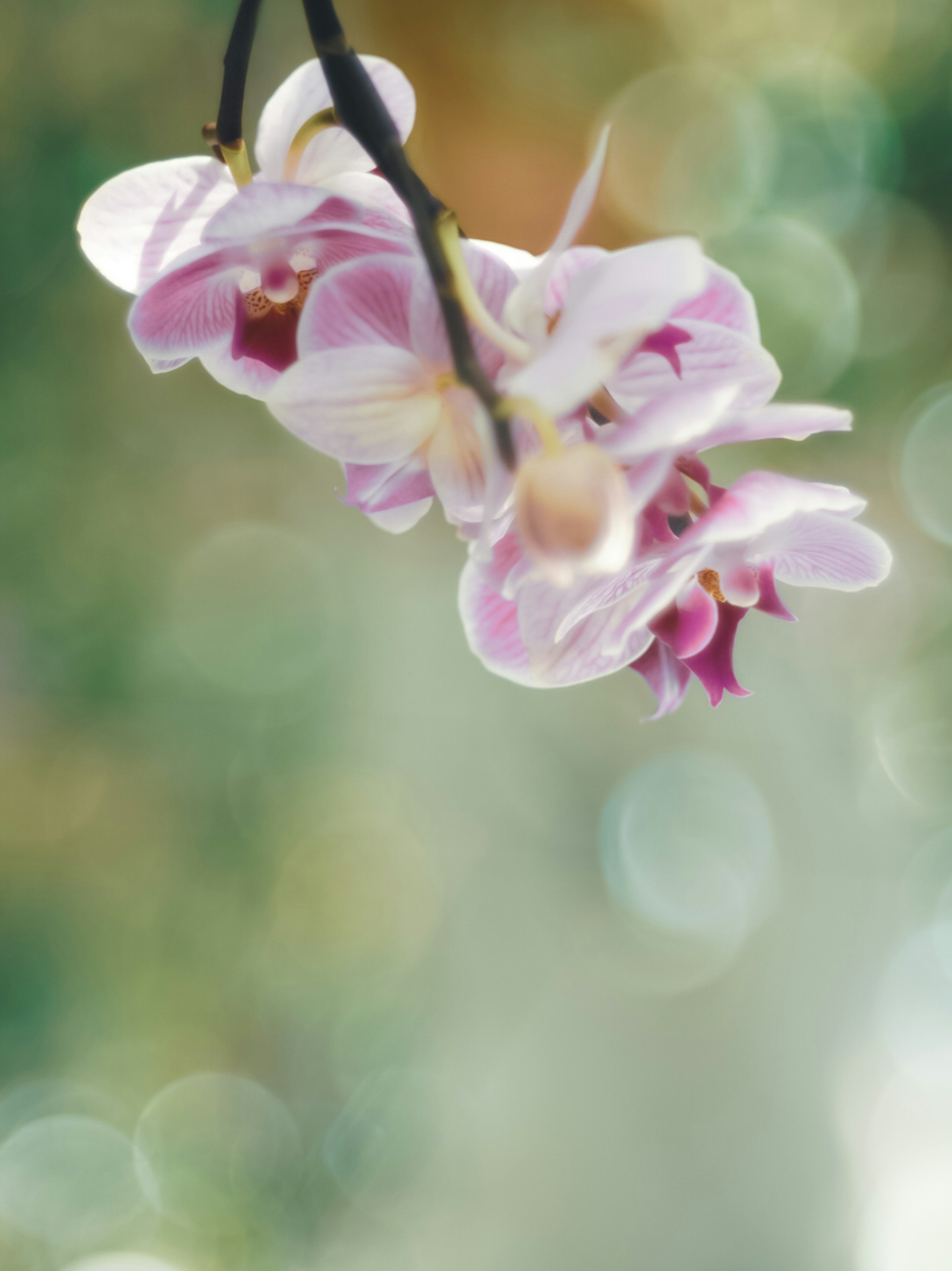 Zarte rosa Orchideenblüten vor einem verschwommenen Hintergrund