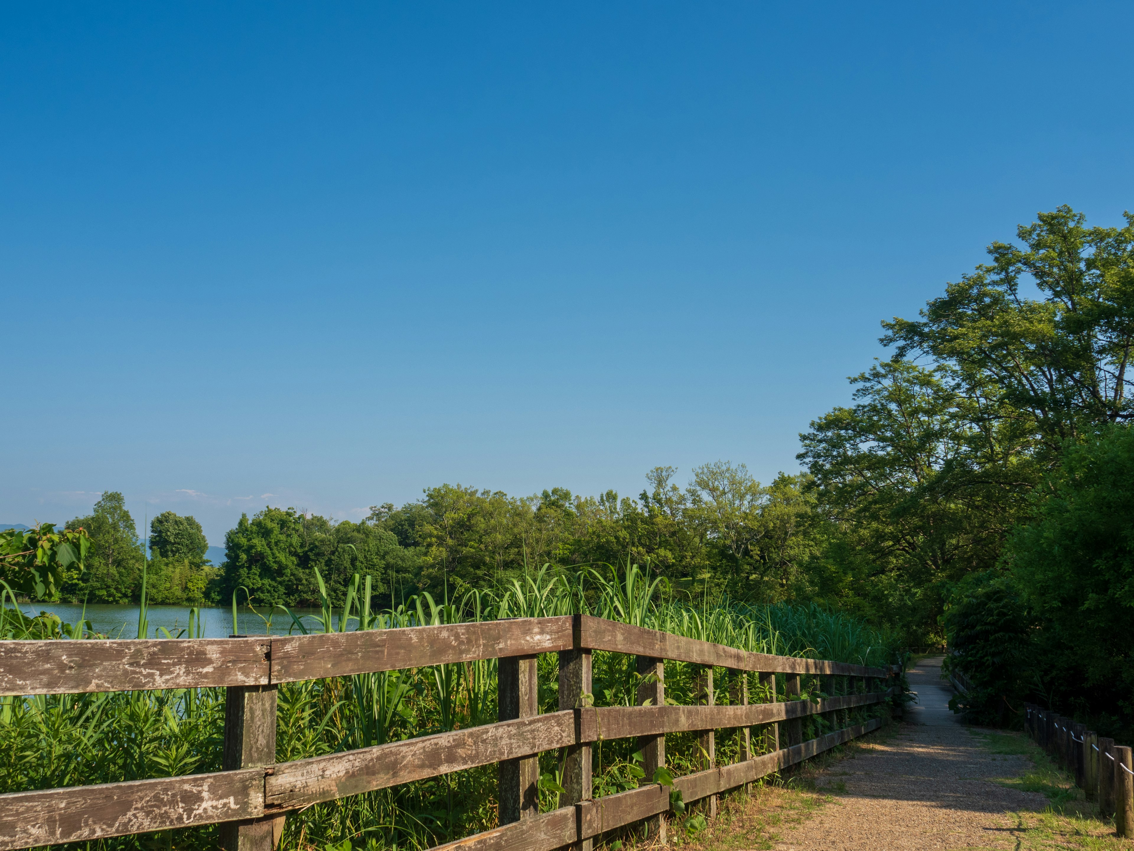 Pathway lined with wooden fence surrounded by greenery and blue sky