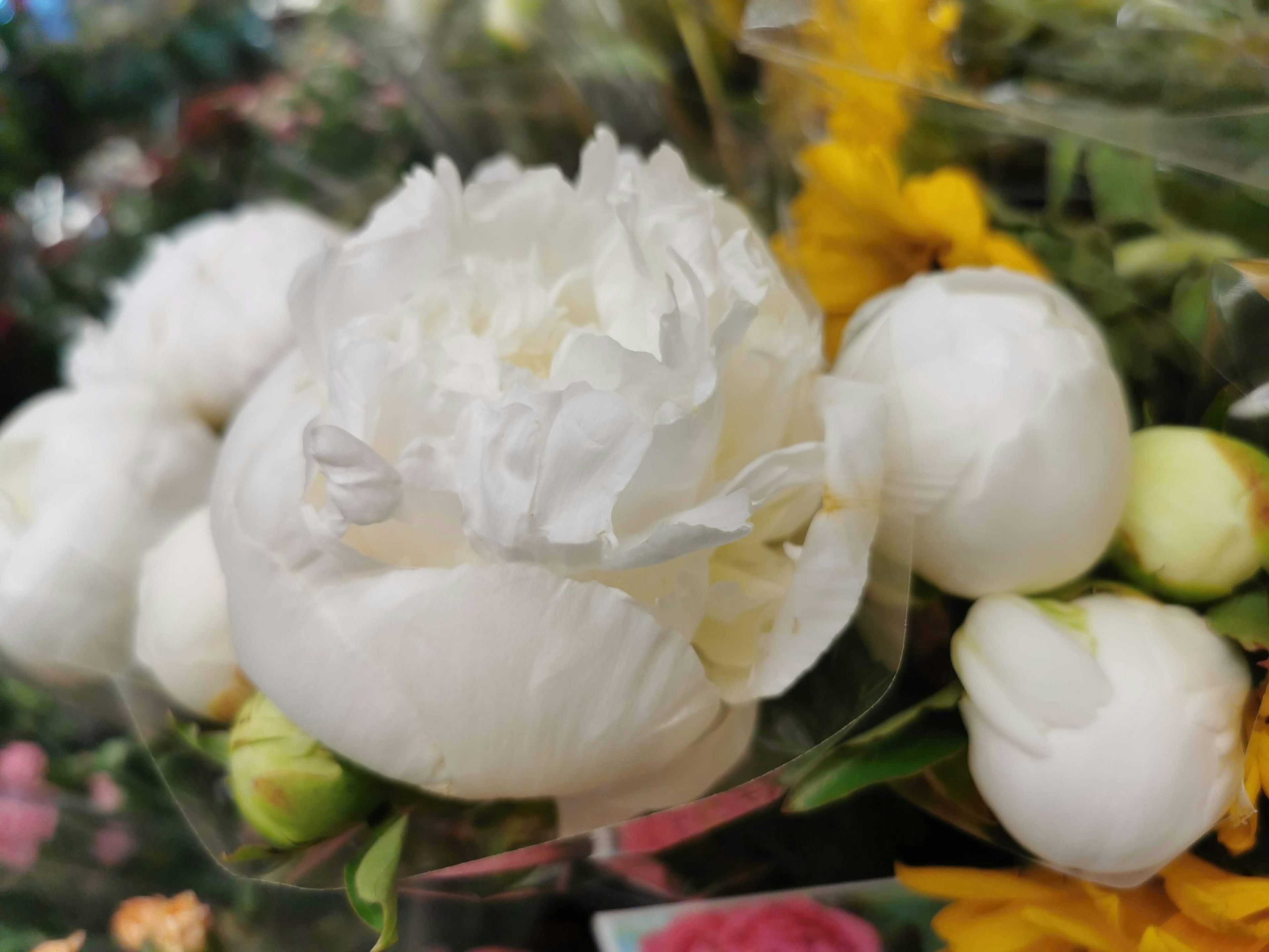 Peony putih dikelilingi bunga berwarna-warni dalam sebuah buket