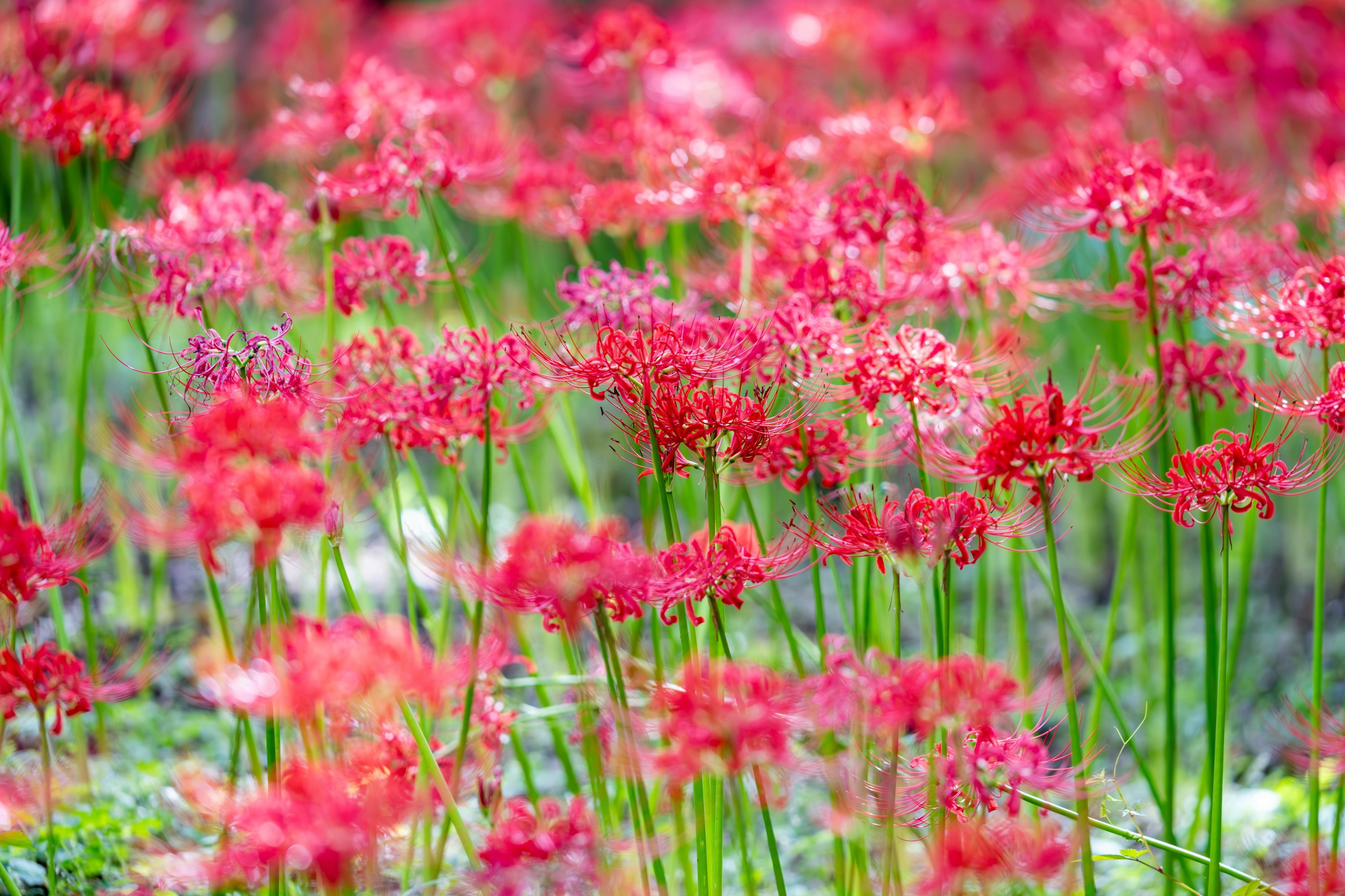 ดอกไม้สีแดงสดบานในทุ่งหญ้าสีเขียว