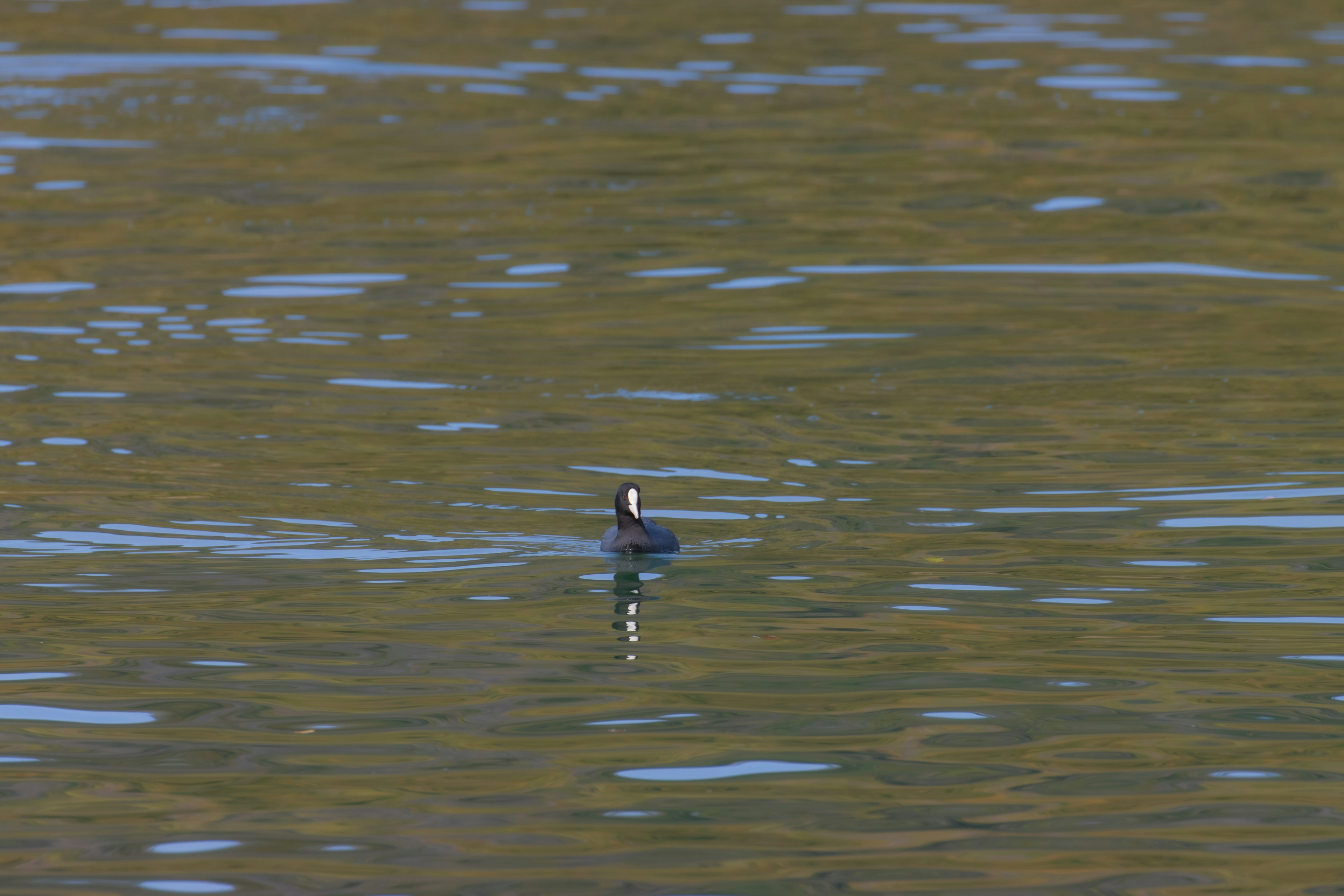 A black bird floating on the water surface with surrounding reflections