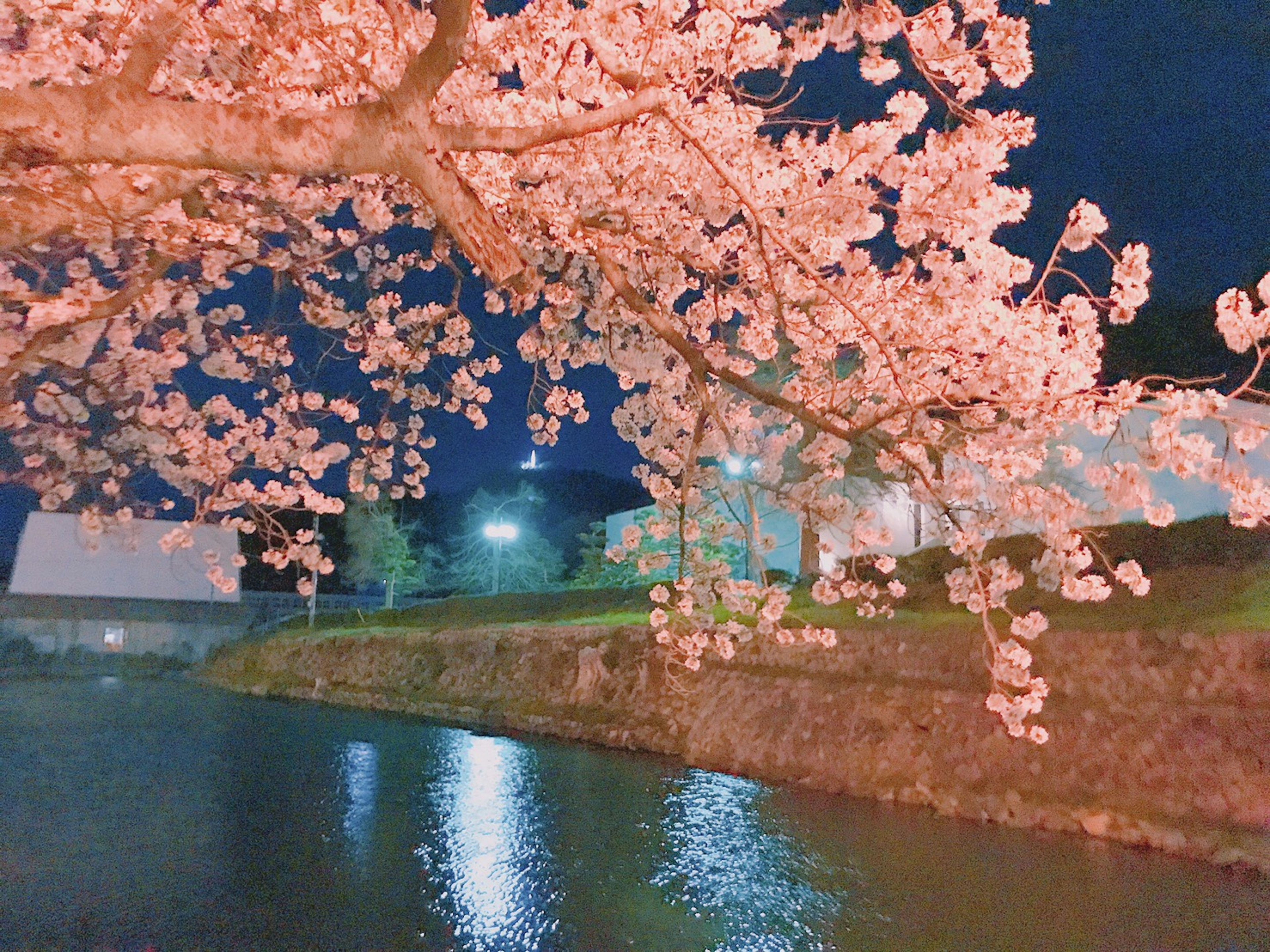 Cherry blossoms at night reflecting on a calm water surface