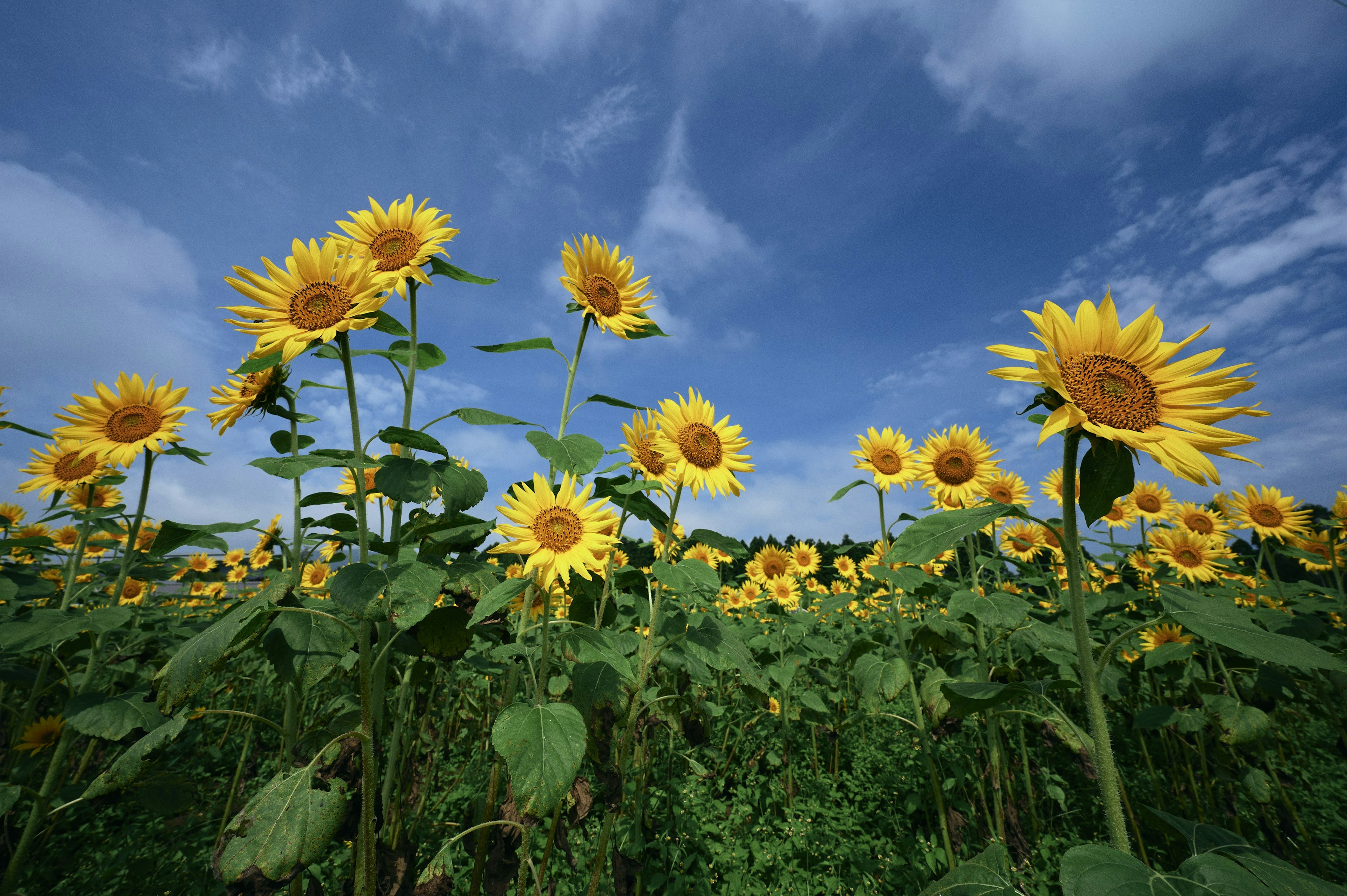 Feld von Sonnenblumen unter einem blauen Himmel