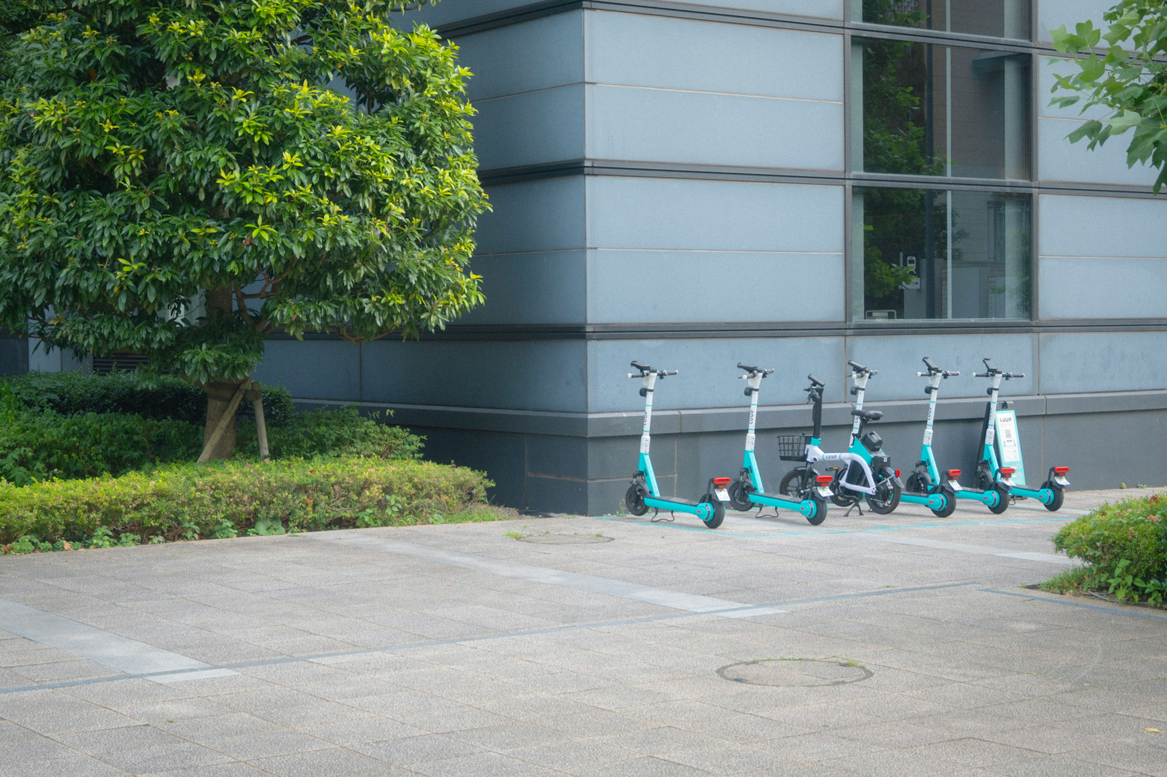 Electric scooters lined up near a green tree and a modern building exterior