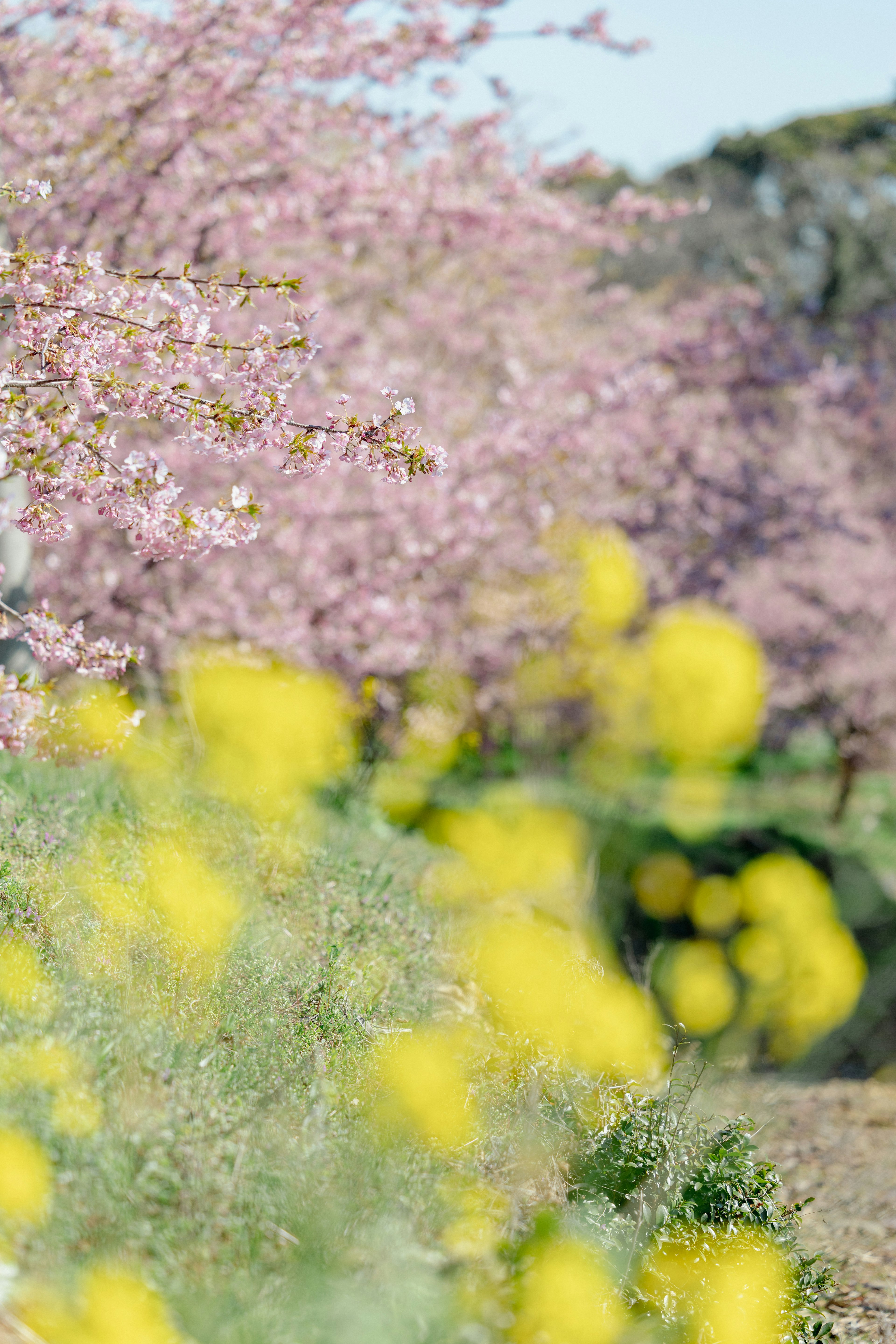 春季風景，櫻花盛開和黃色花朵