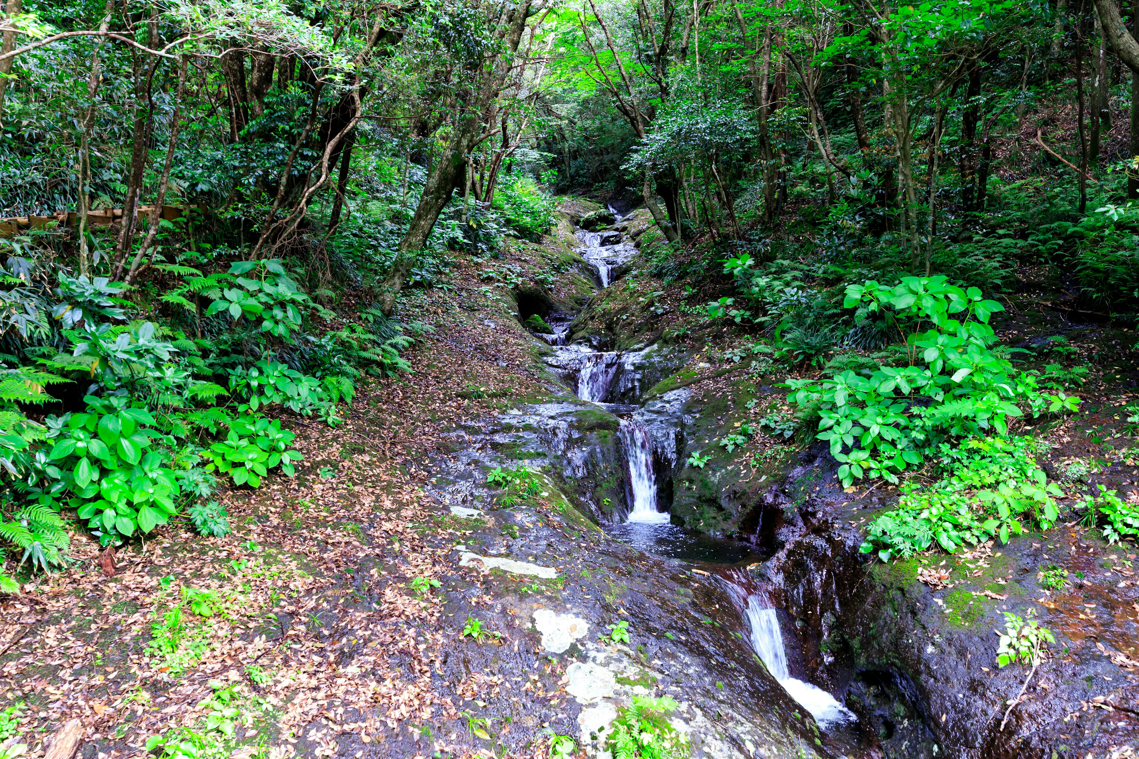 A serene stream flowing through a lush green forest