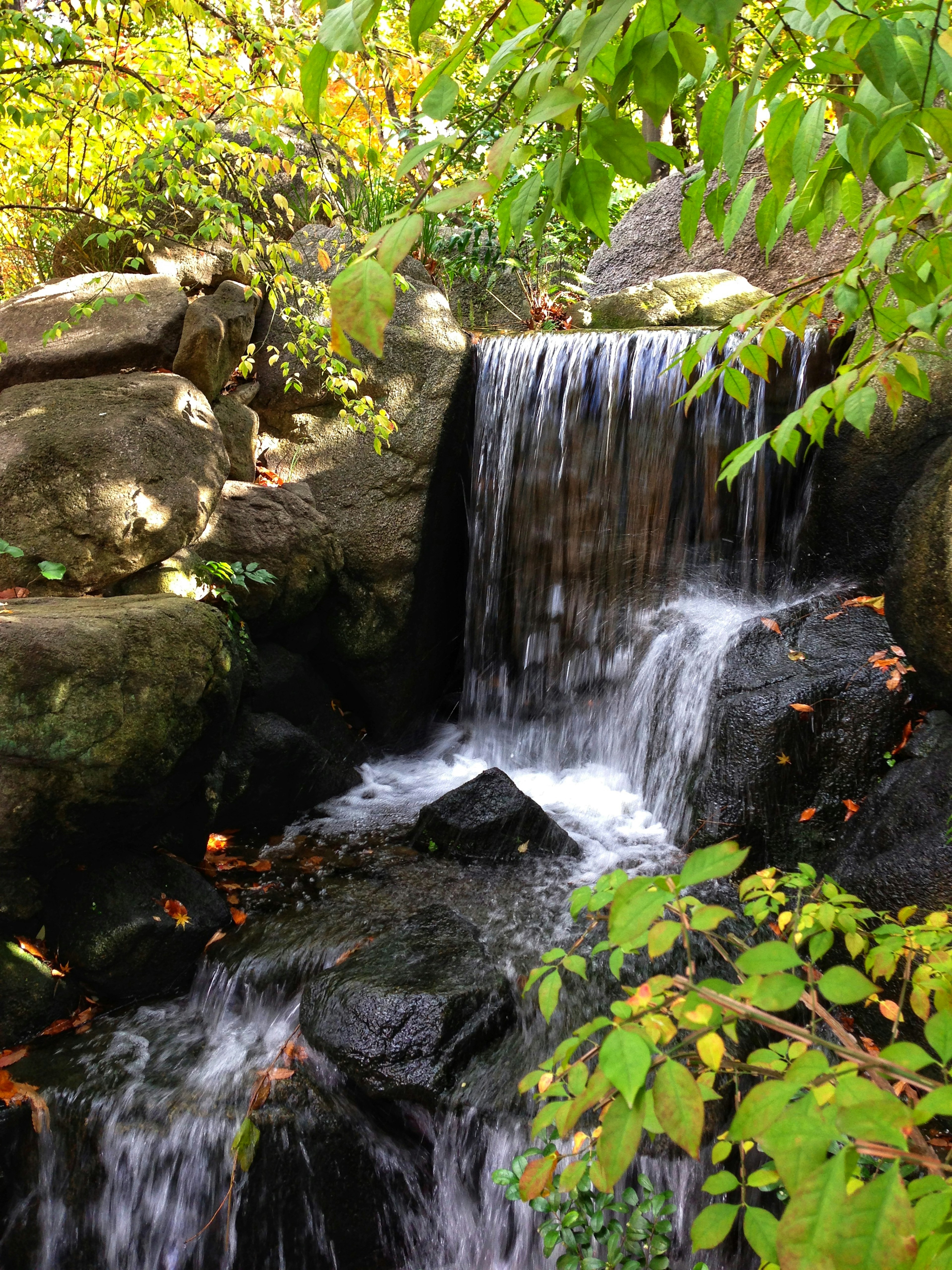 Una cascada serena rodeada de exuberante vegetación y rocas