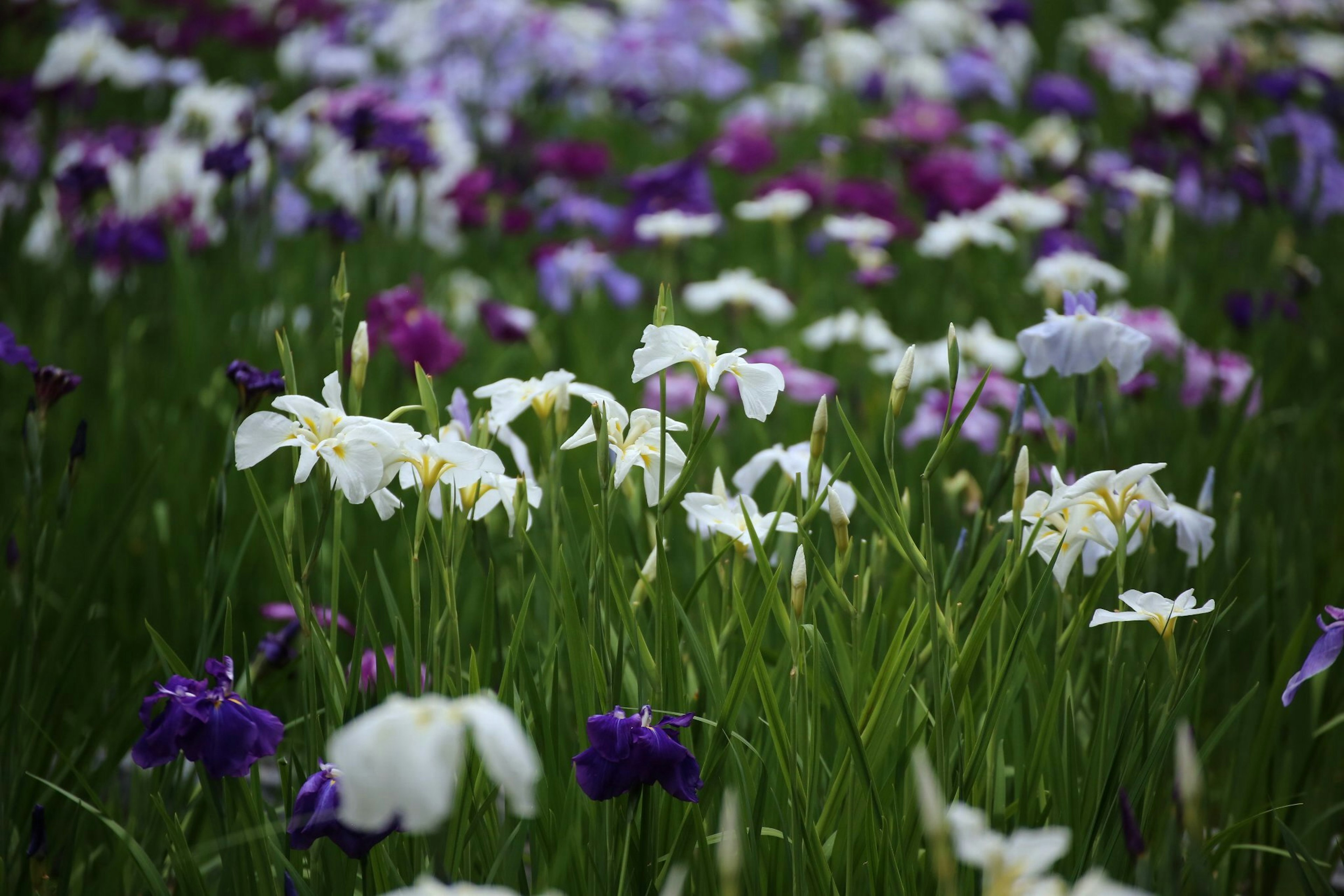 Un beau champ d'iris avec des fleurs blanches et violettes