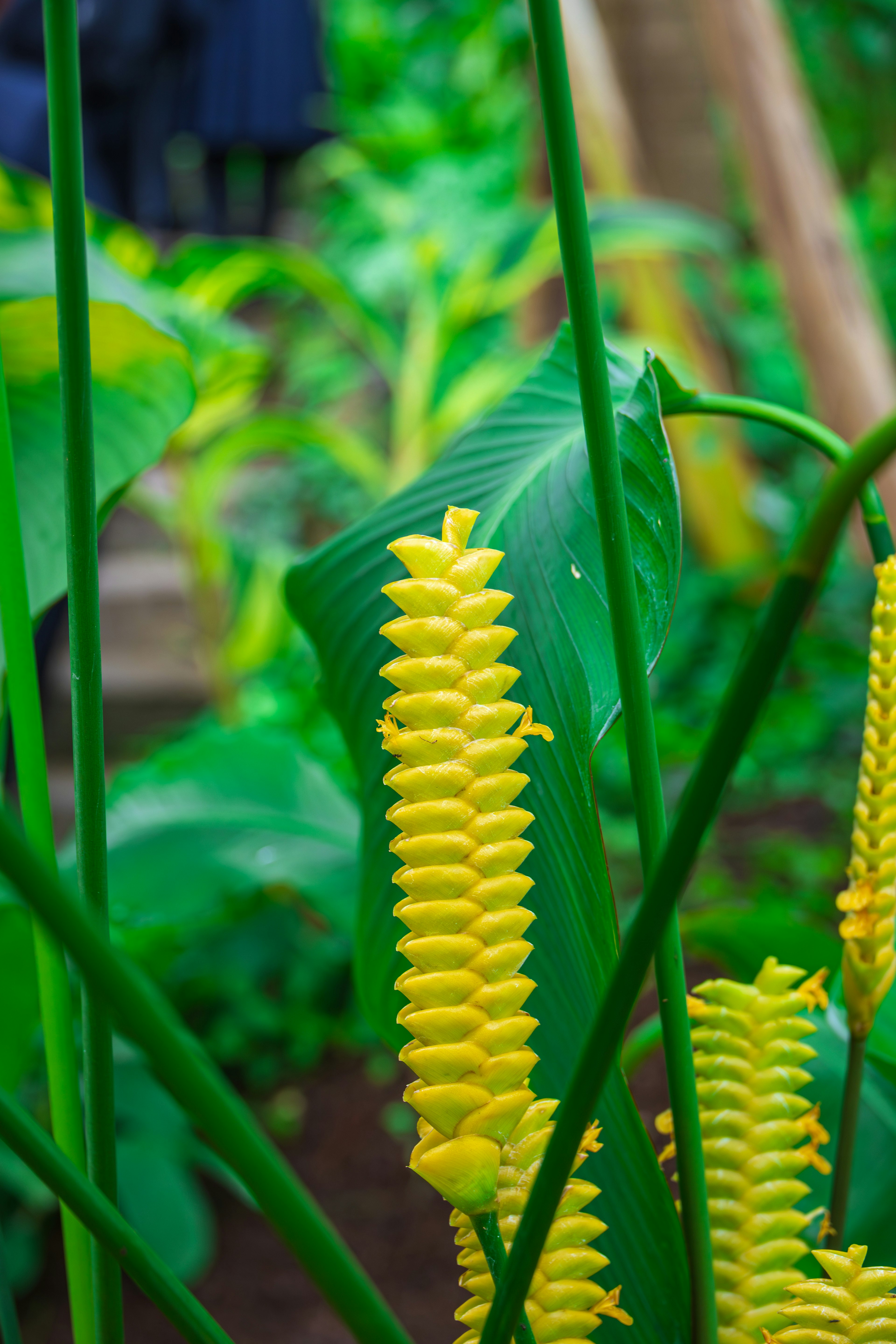 ดอกไม้สีเหลืองที่มีใบเขียวขนาดใหญ่ในพื้นหลังที่เขียวขจี