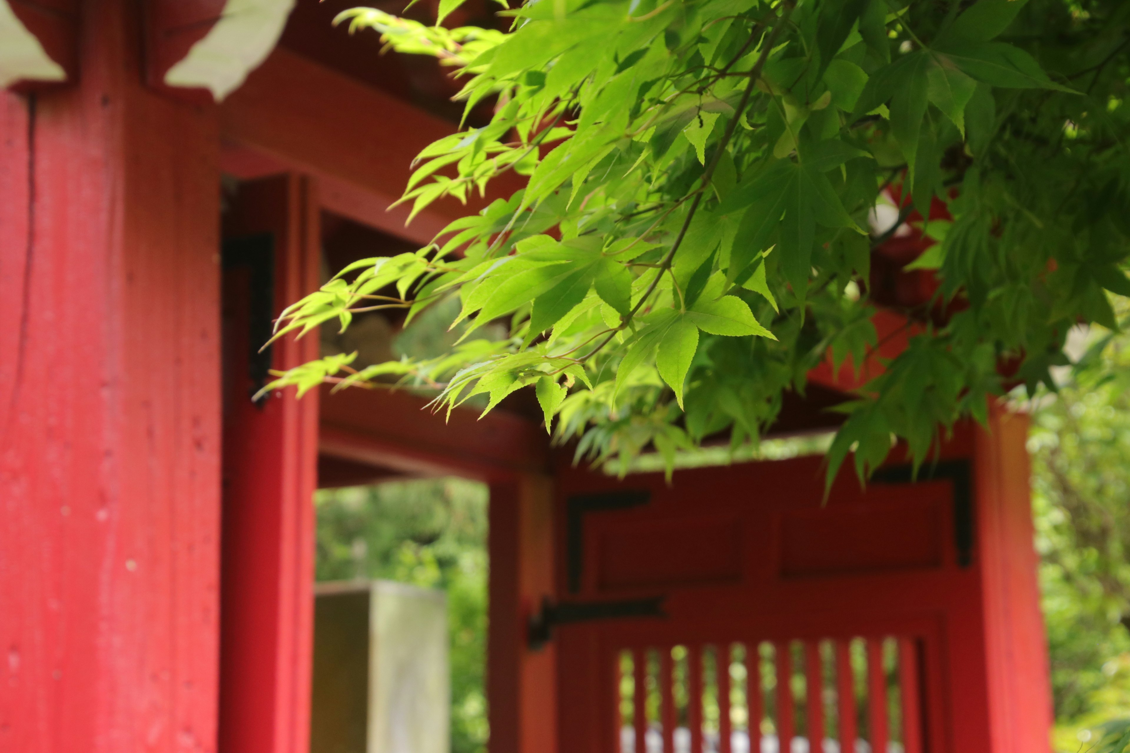 Scenic view featuring a red gate and green leaves