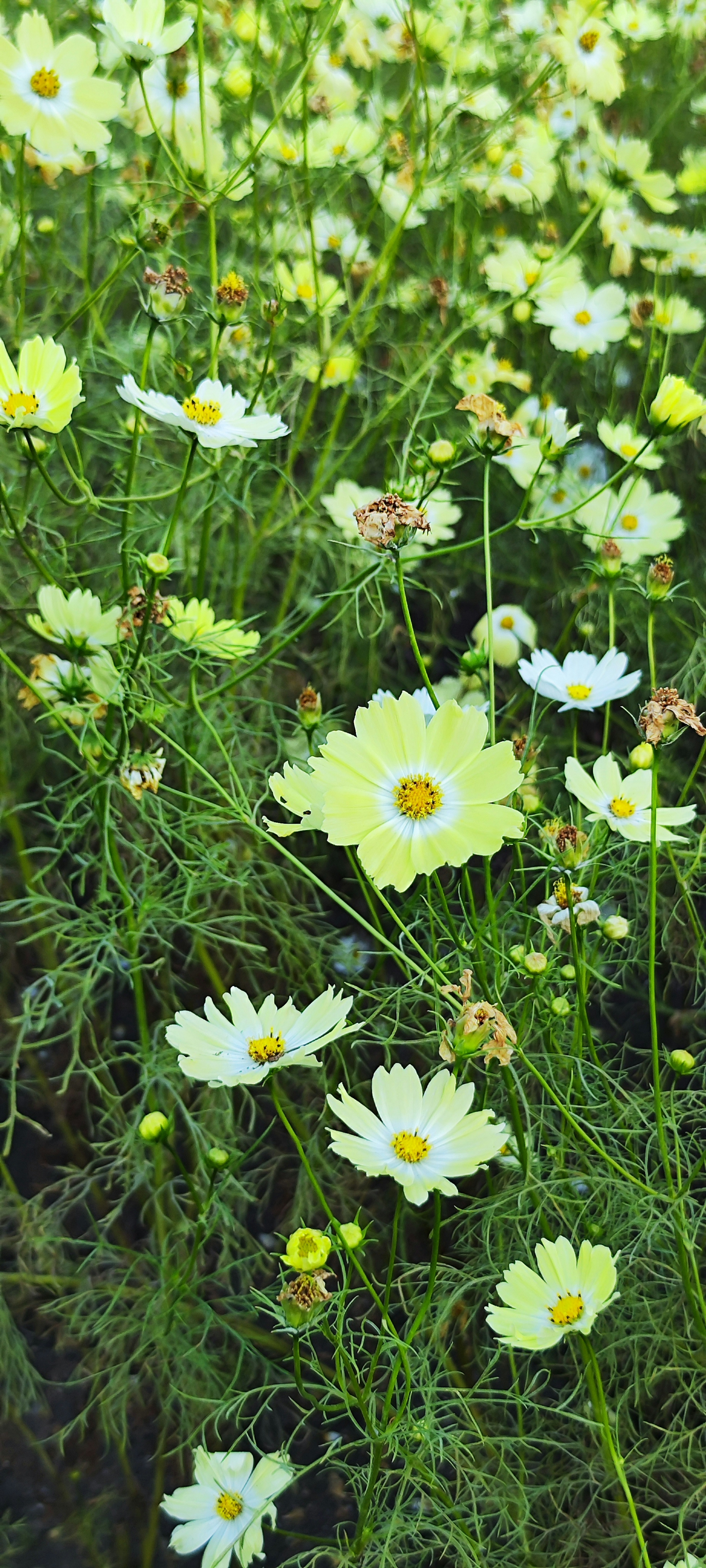 Cluster von weißen Blumen, die im grünen Gras blühen