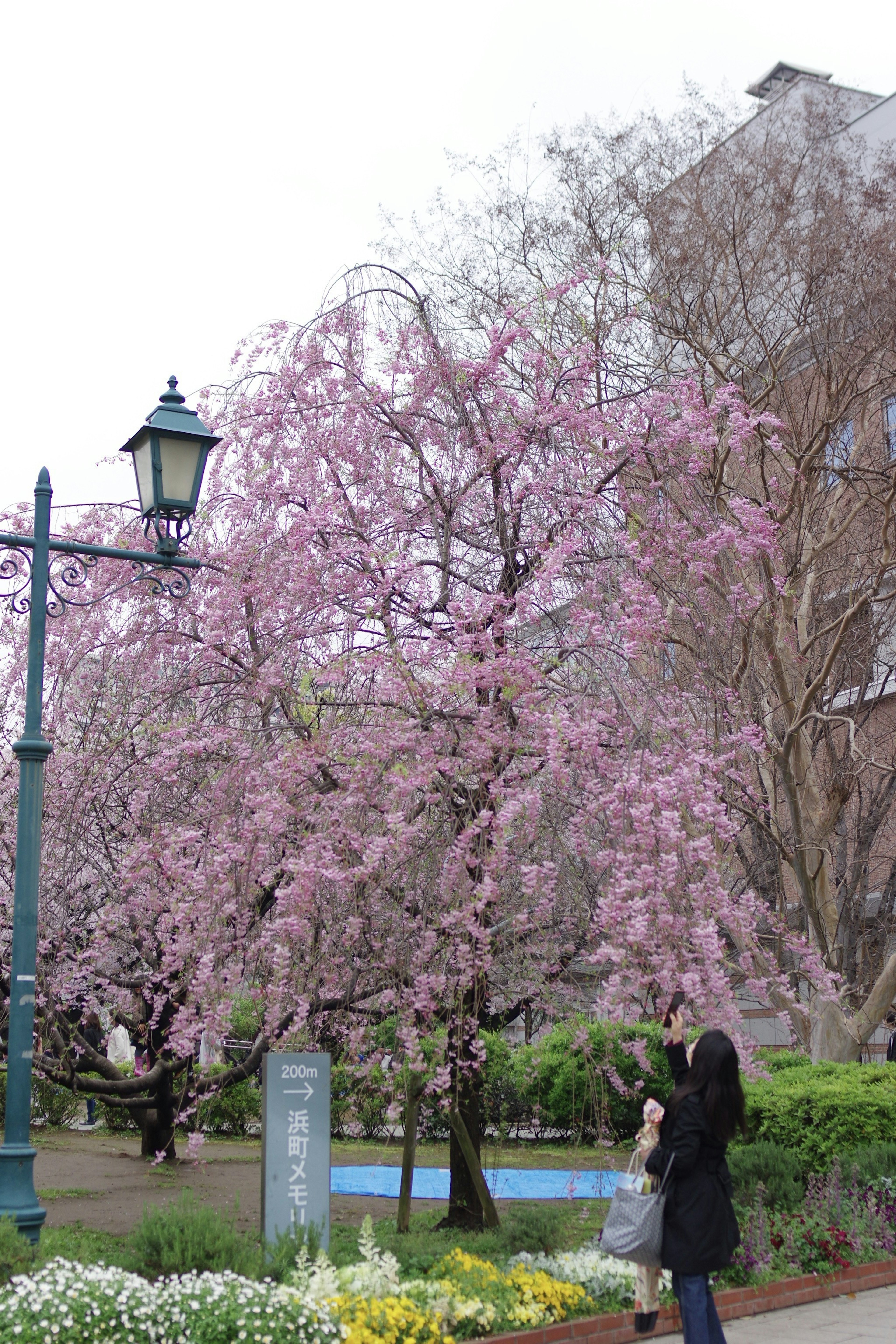 Orang-orang menikmati bunga sakura di taman dengan lampu jalan