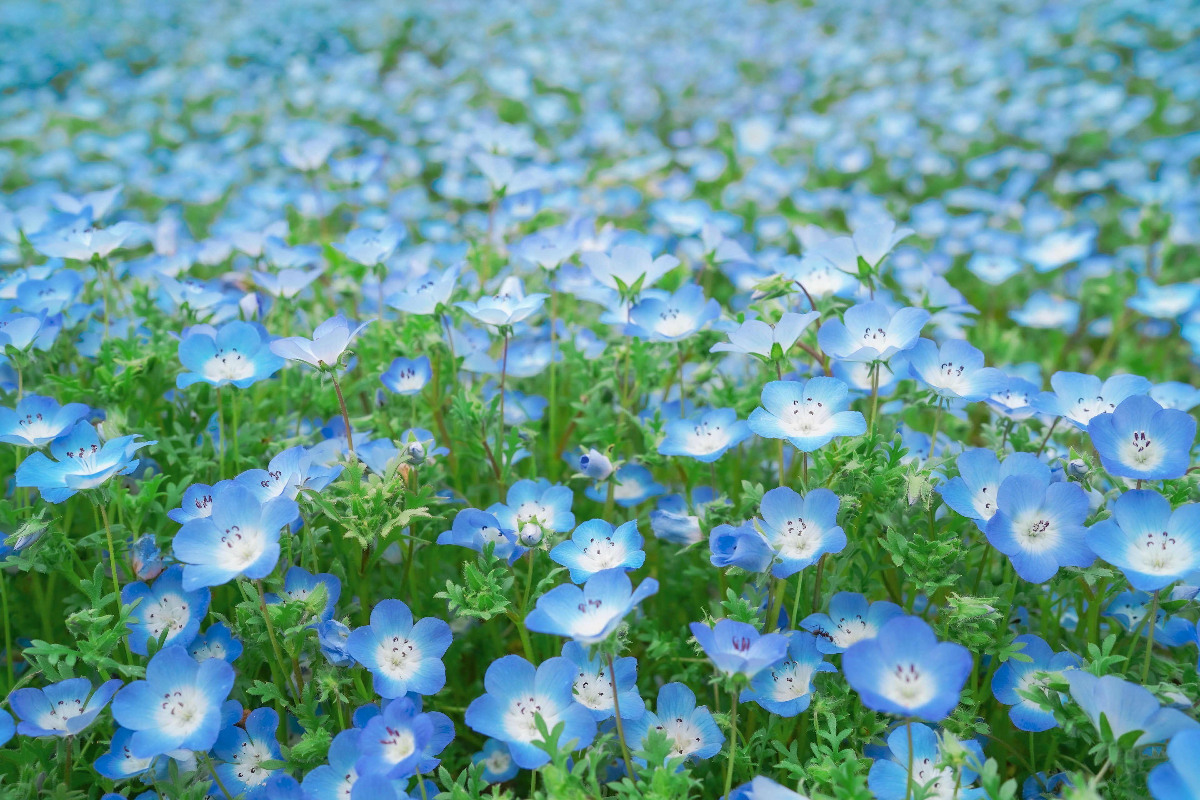 青い花が広がる美しい風景