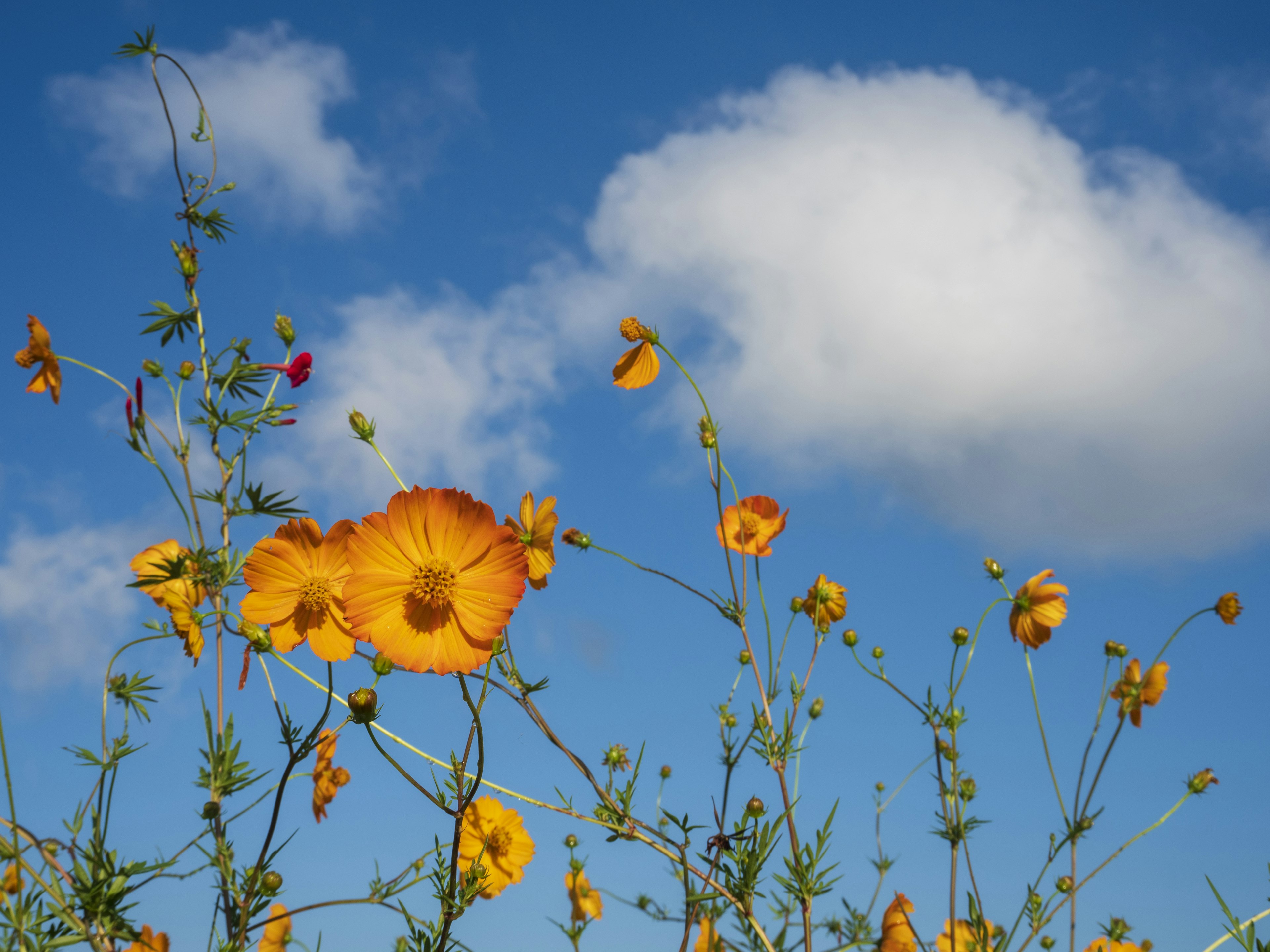 Fiori arancioni contro un cielo blu con nuvole bianche