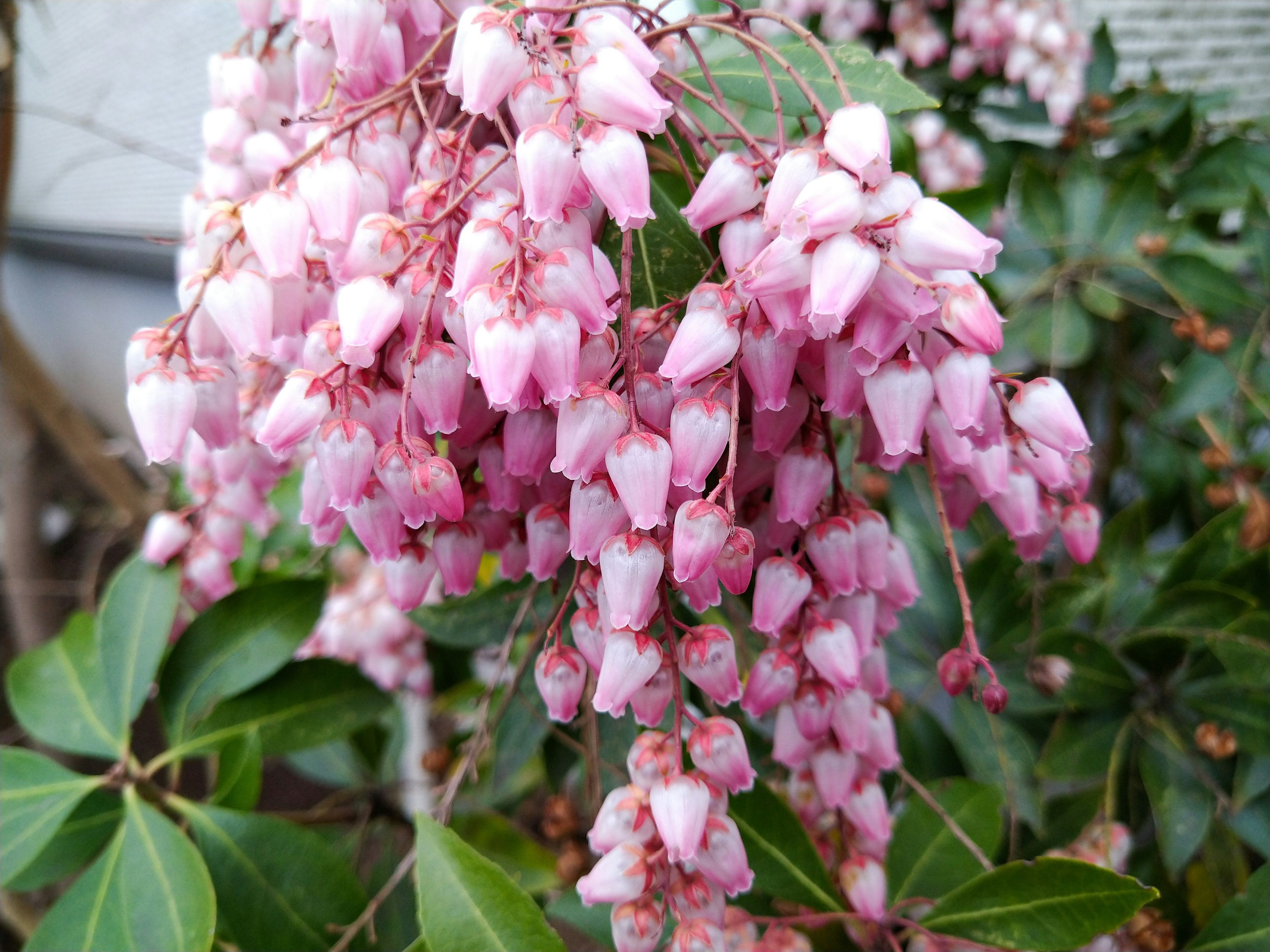 Primo piano di una pianta con grappoli di fiori rosa