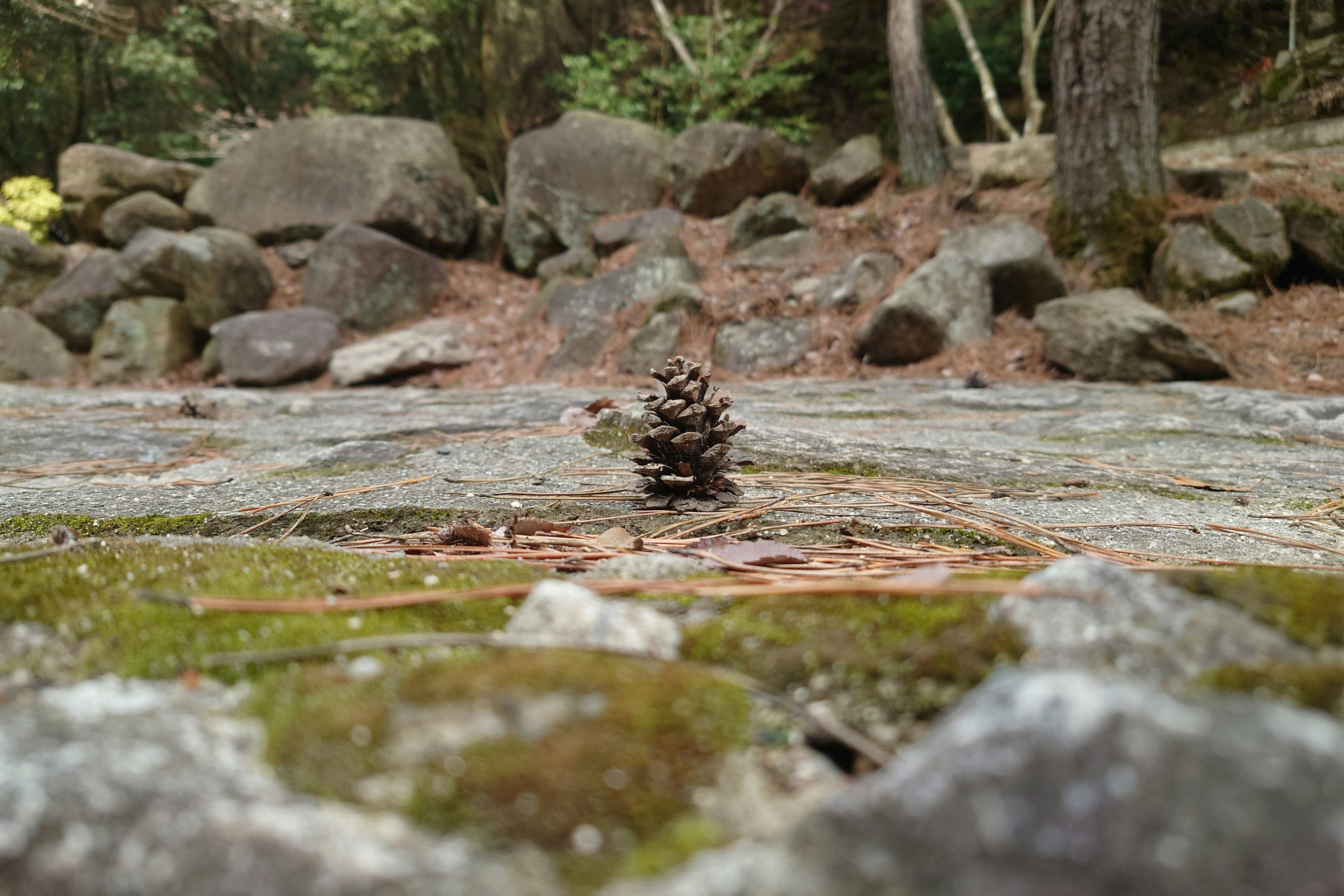 Pigna in piedi su una roccia coperta di muschio in un ambiente forestale