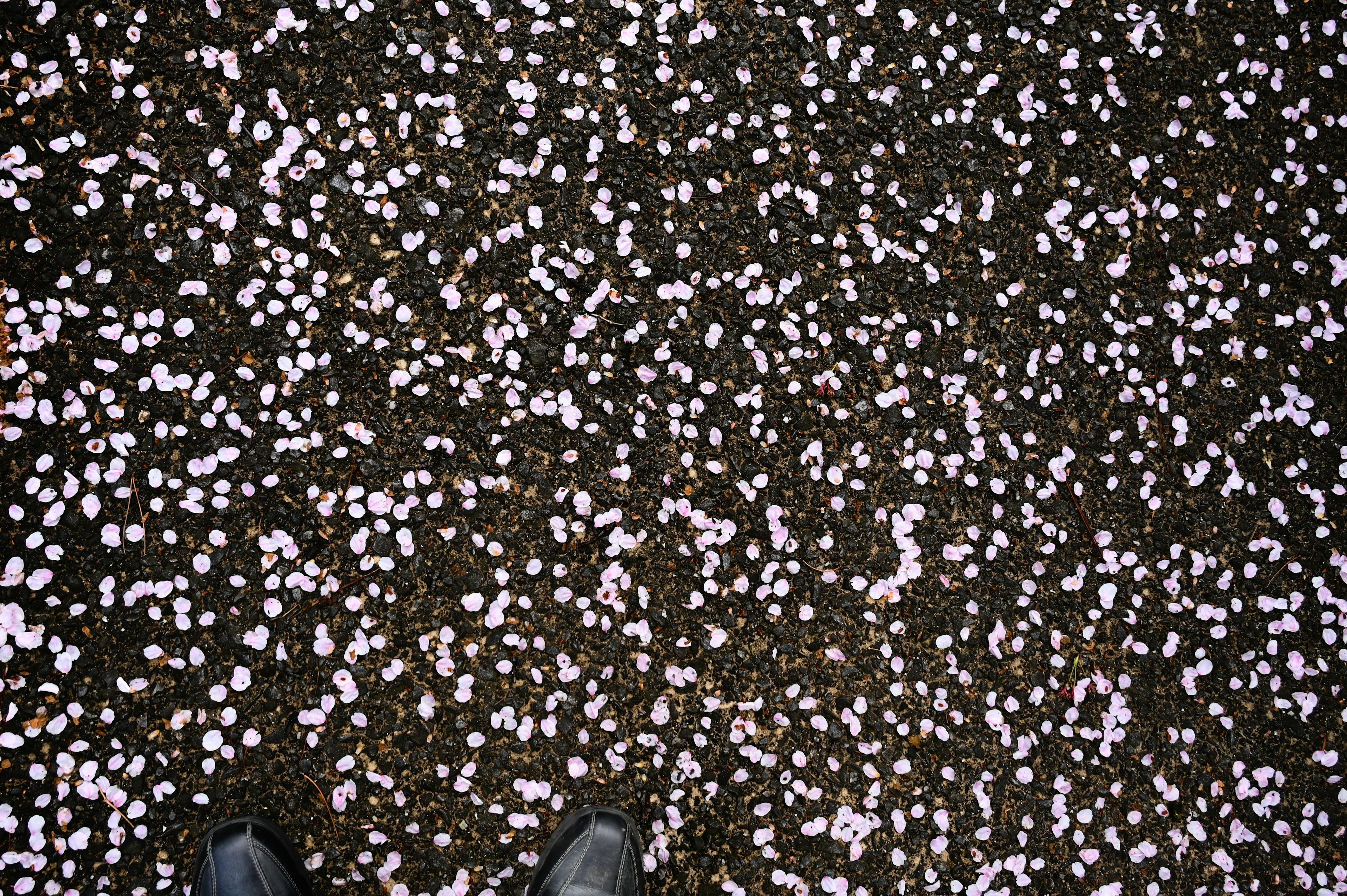 Boden bedeckt mit Kirschblütenblättern und schwarzen Schuhen